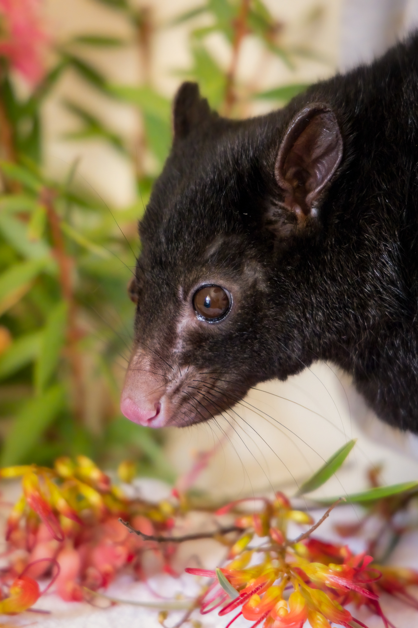 "Bree" Short Eared Brushtail Possum