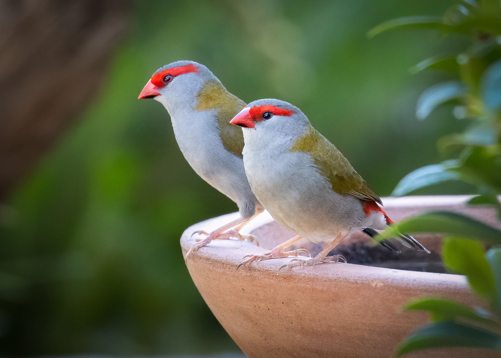 Red-browed Finch
