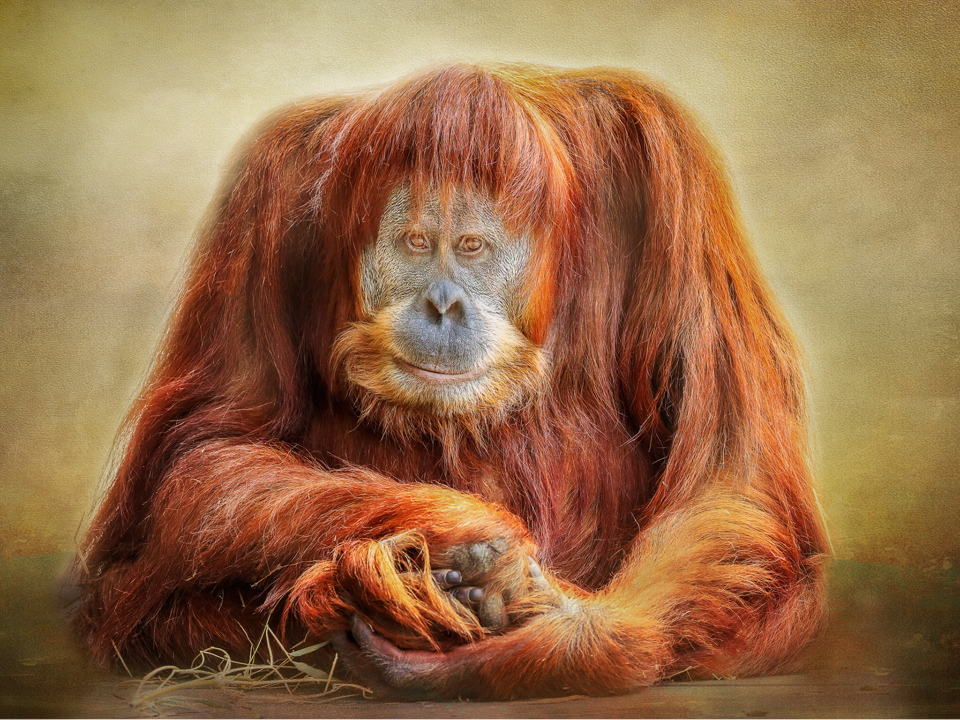 Orangutan