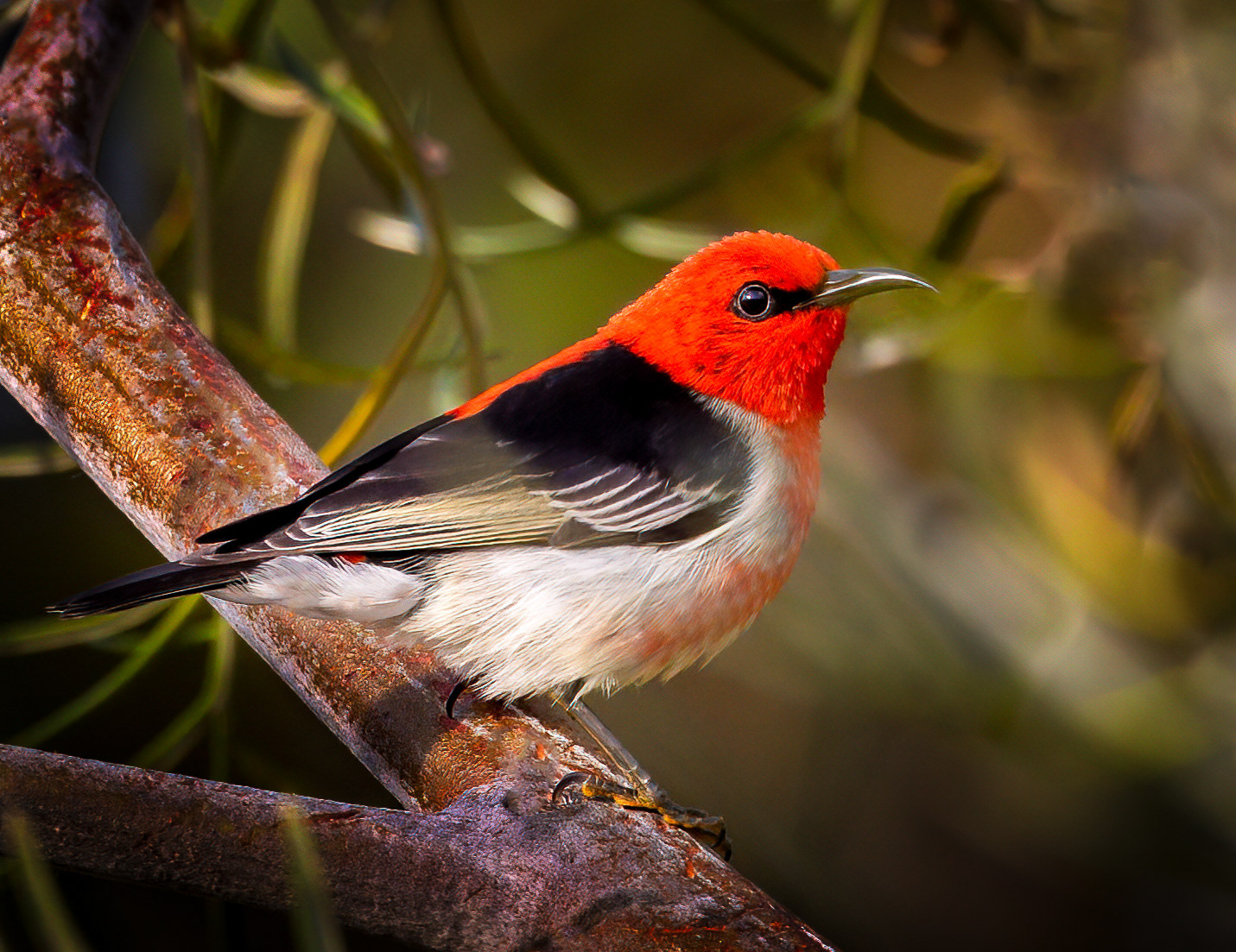 Scarlett Honeyeater