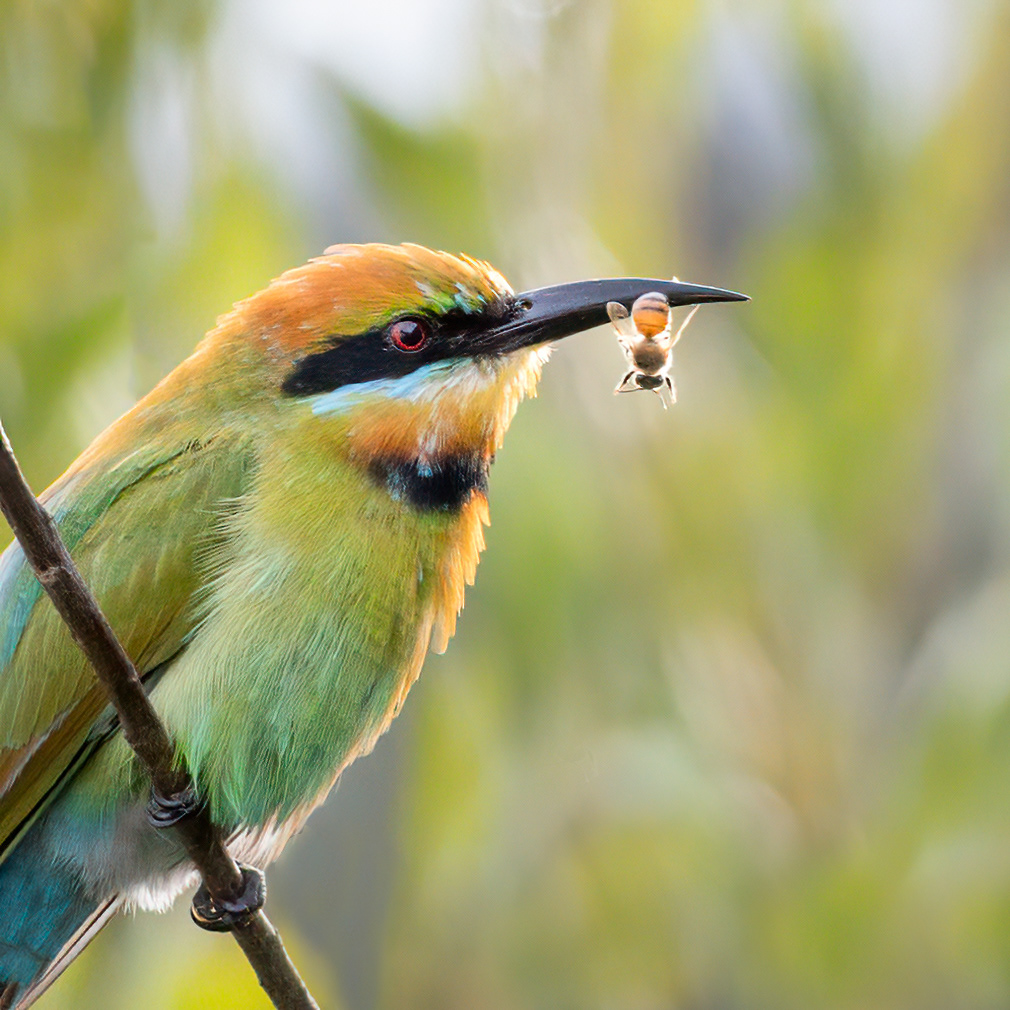 Rainbow Bee-eater