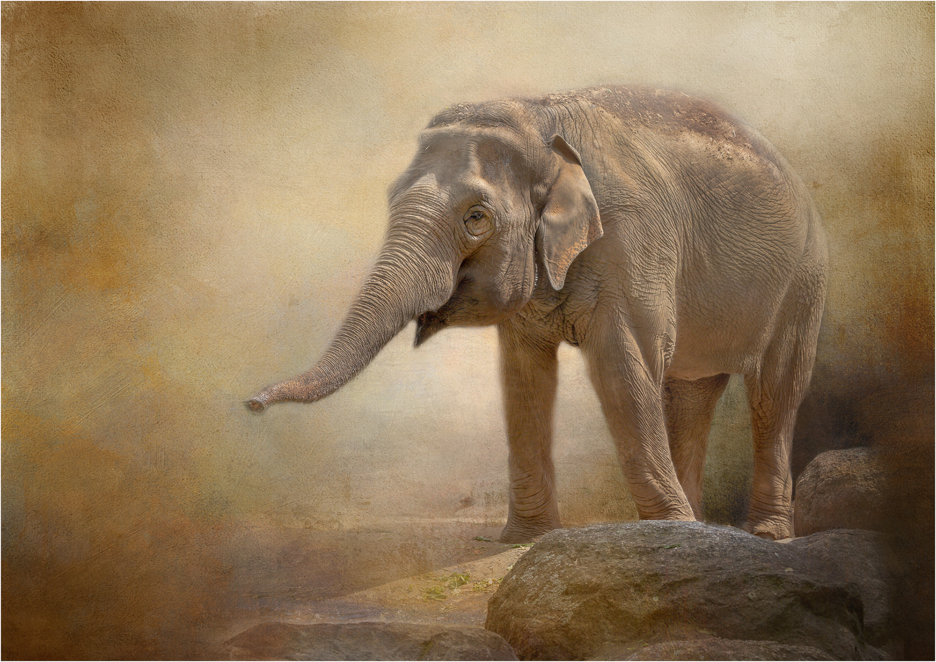 Elephant