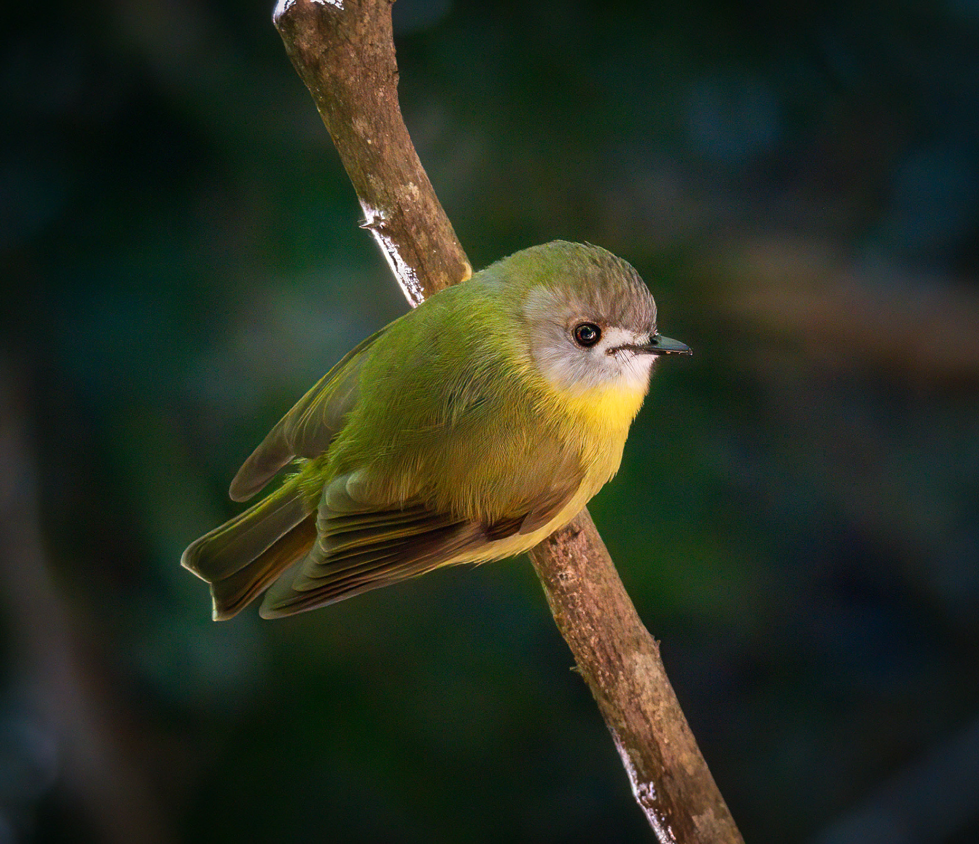 Pale-yellow Robin