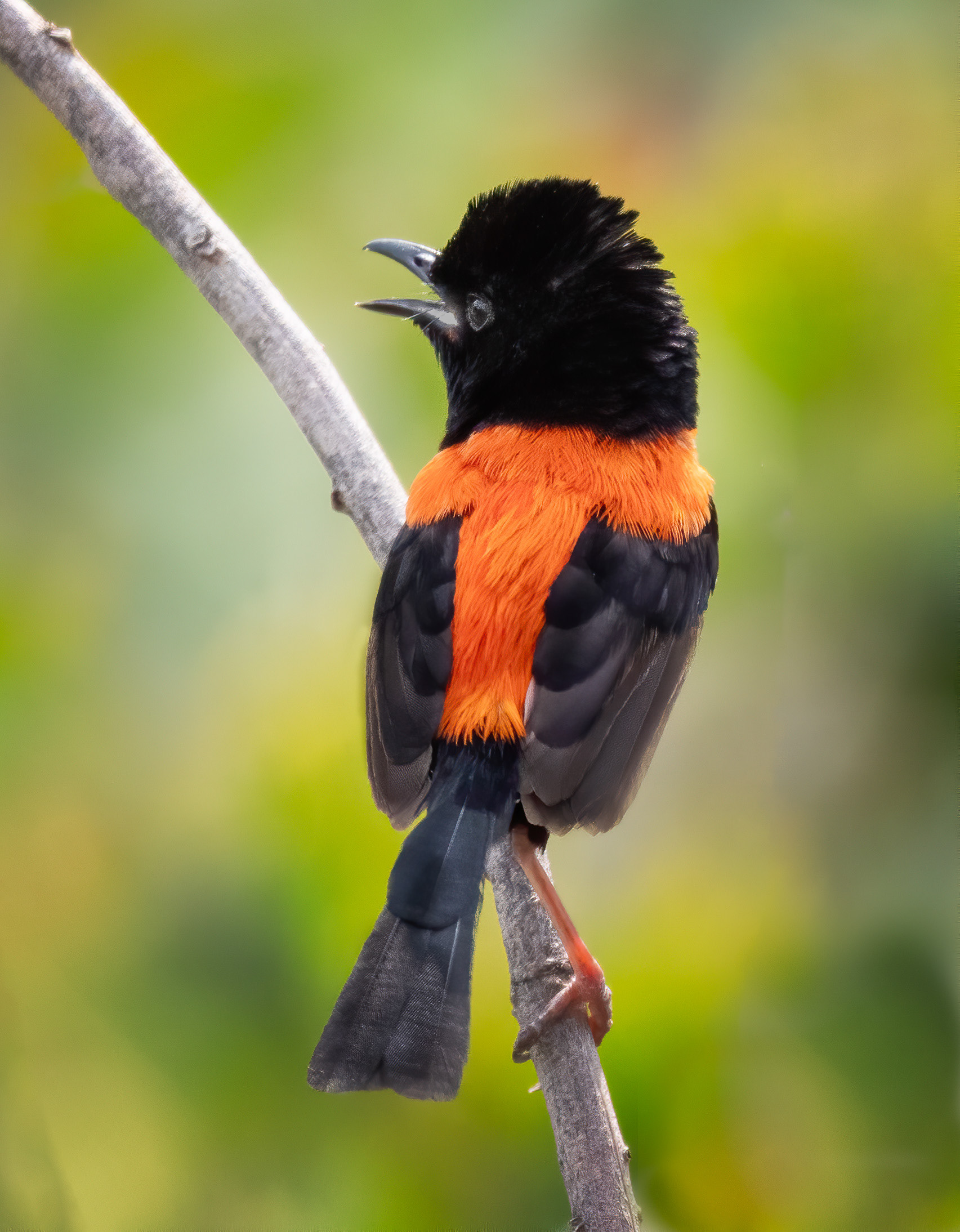 Red-backed Fairywren
