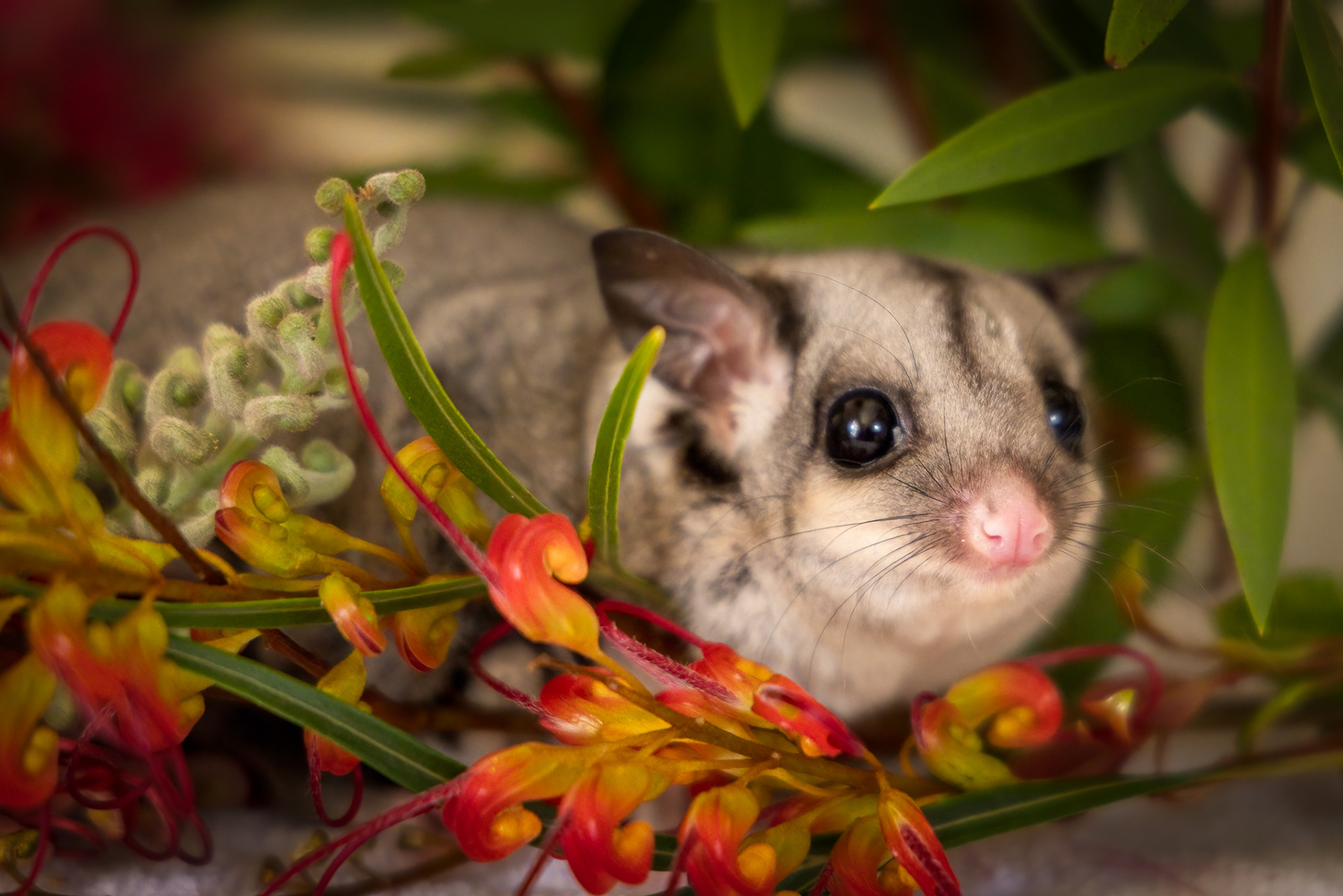 "Bindi" Sugar Glider