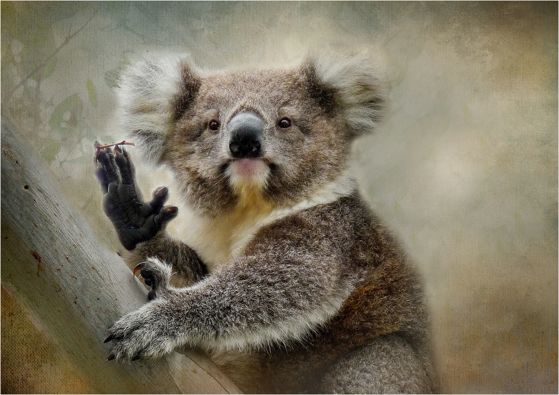 Koala