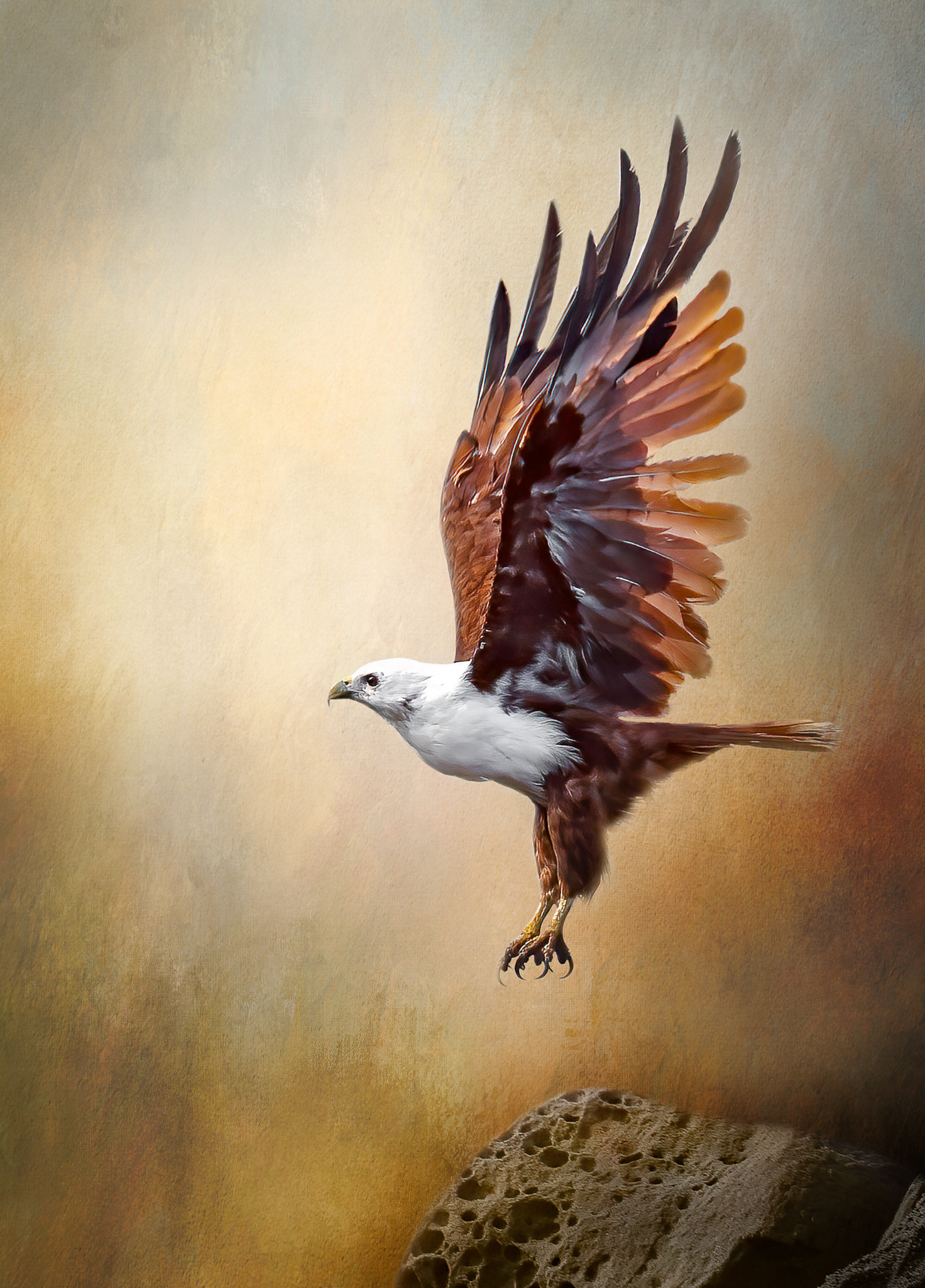 Brahminy Kite