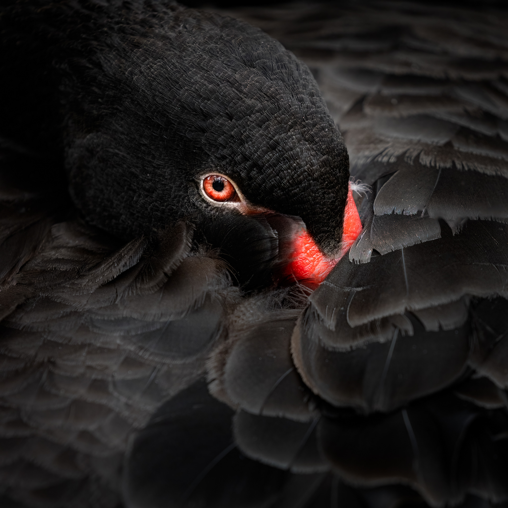 Black Swan