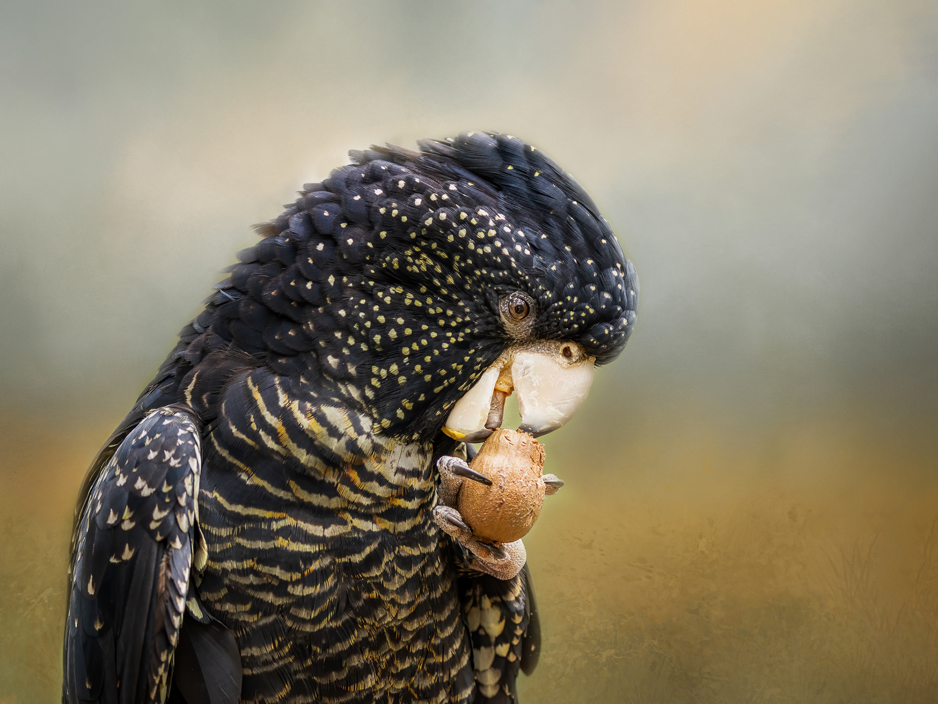 Red-tailed Black Cockatoo