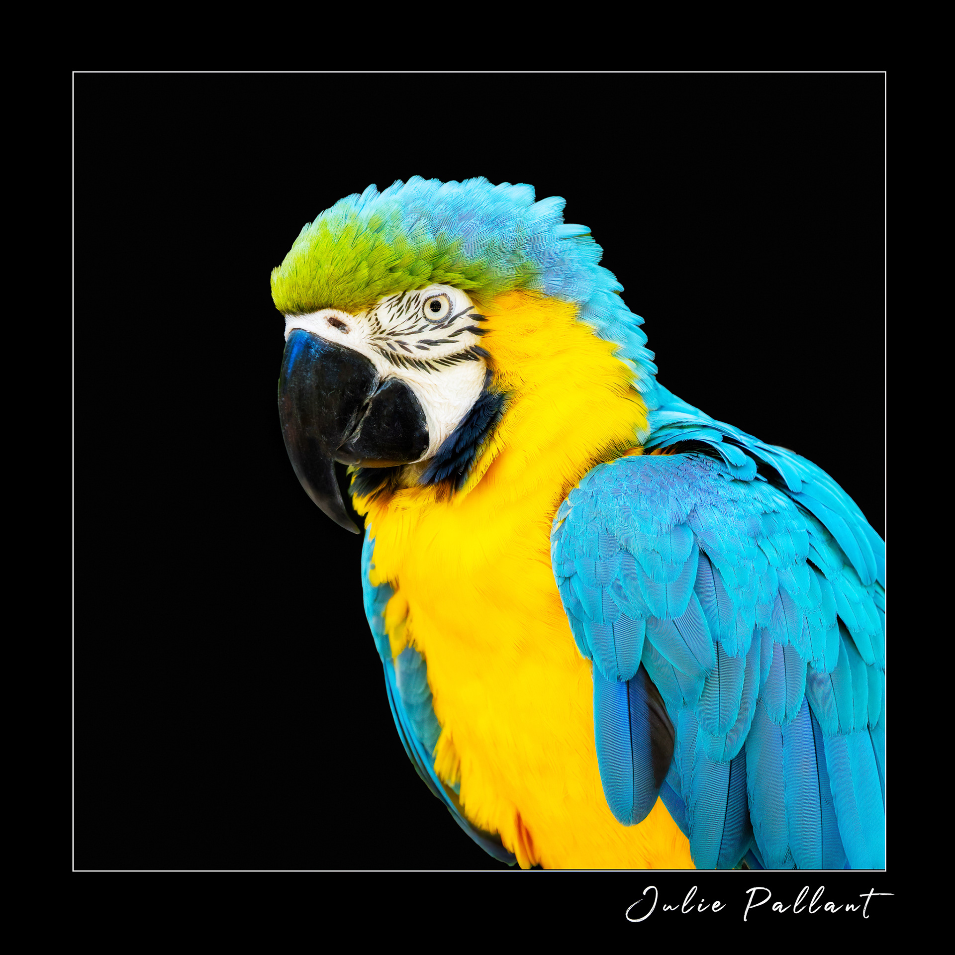 Macaw