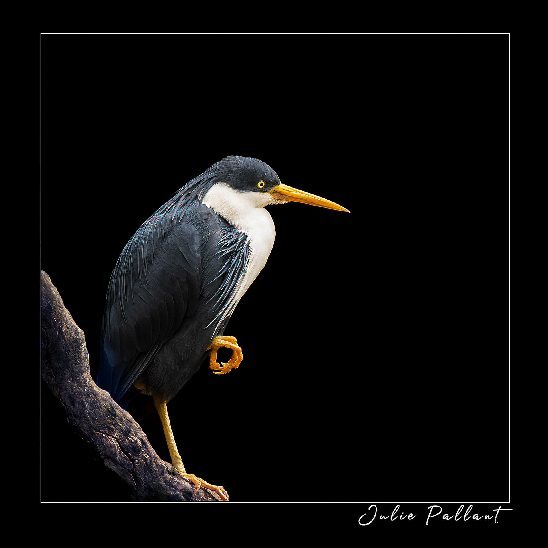 Pied Heron