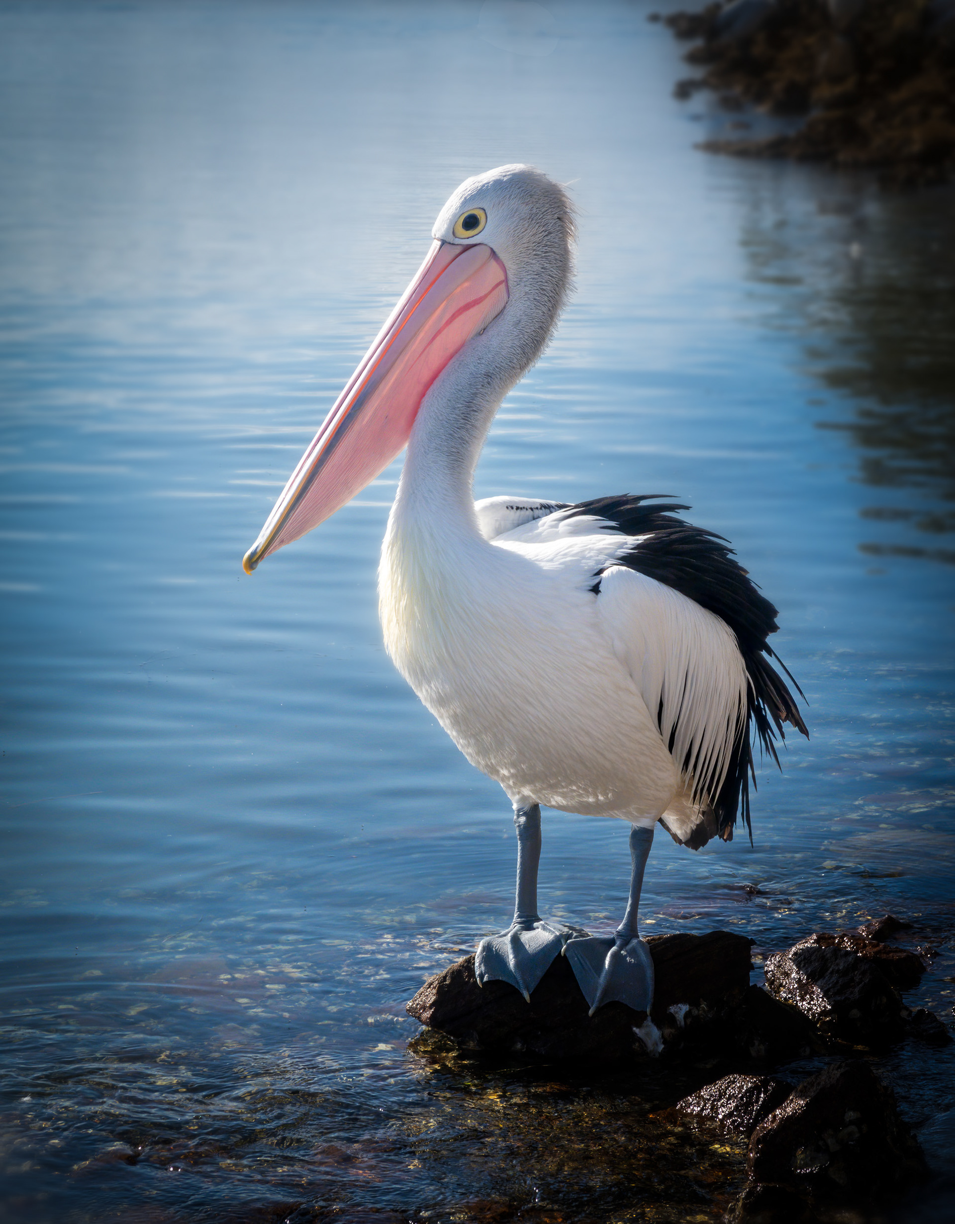 Pelican