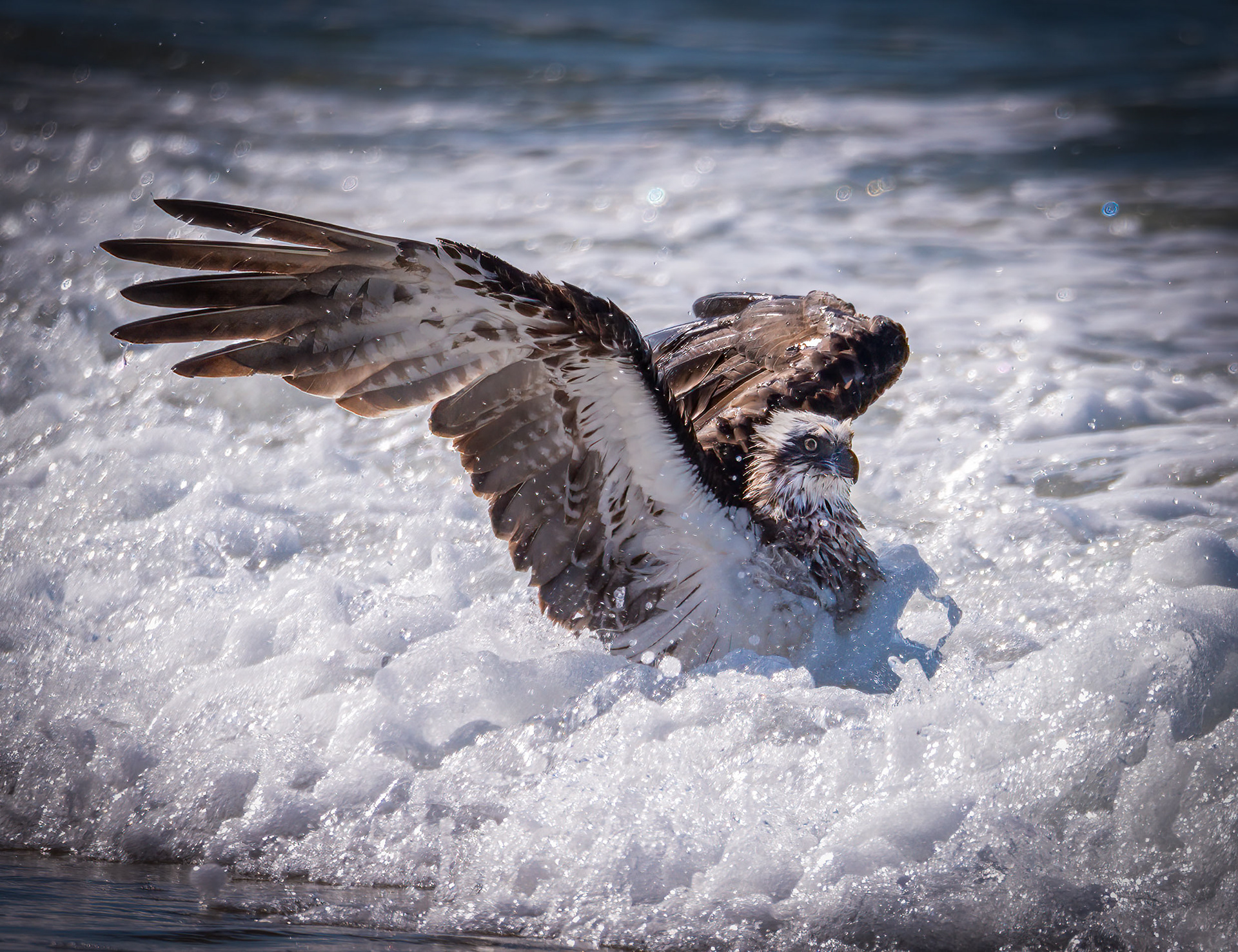 Osprey