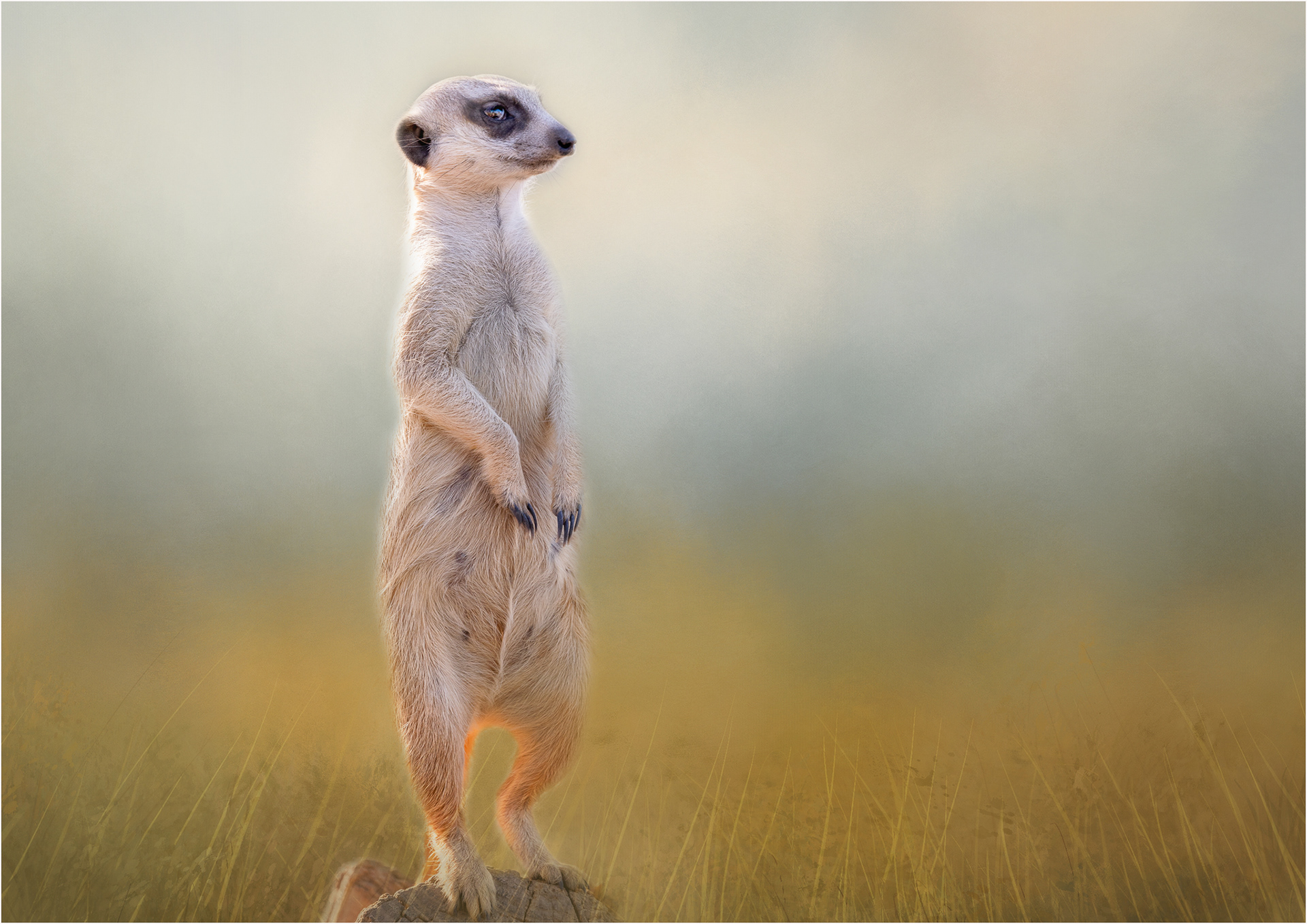 Meerkat
