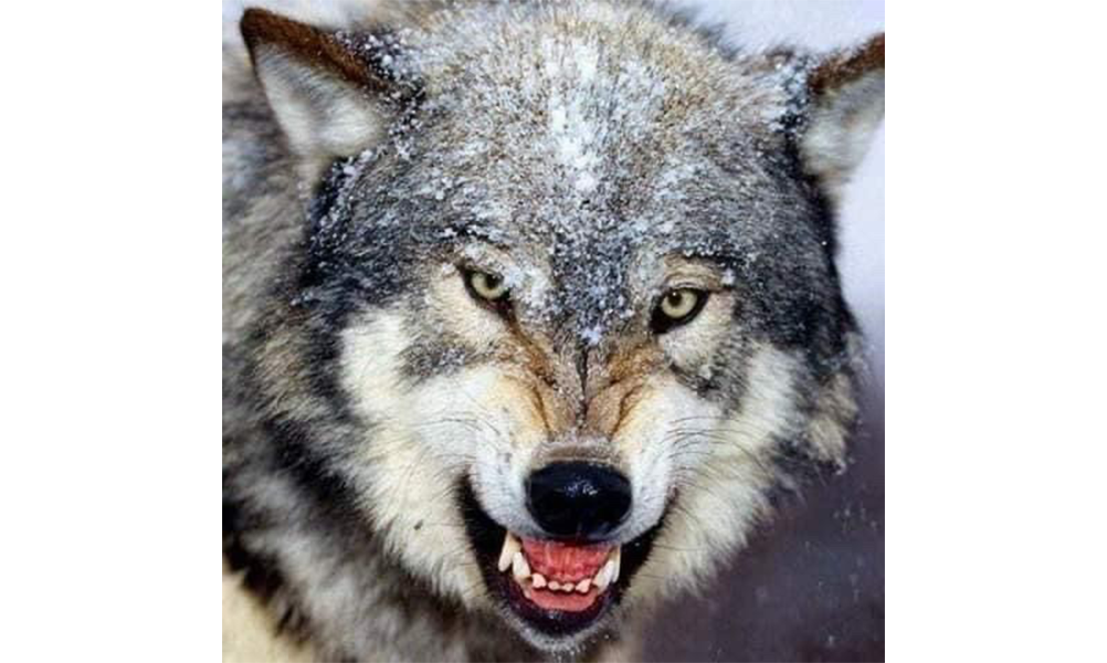 Wolf Image