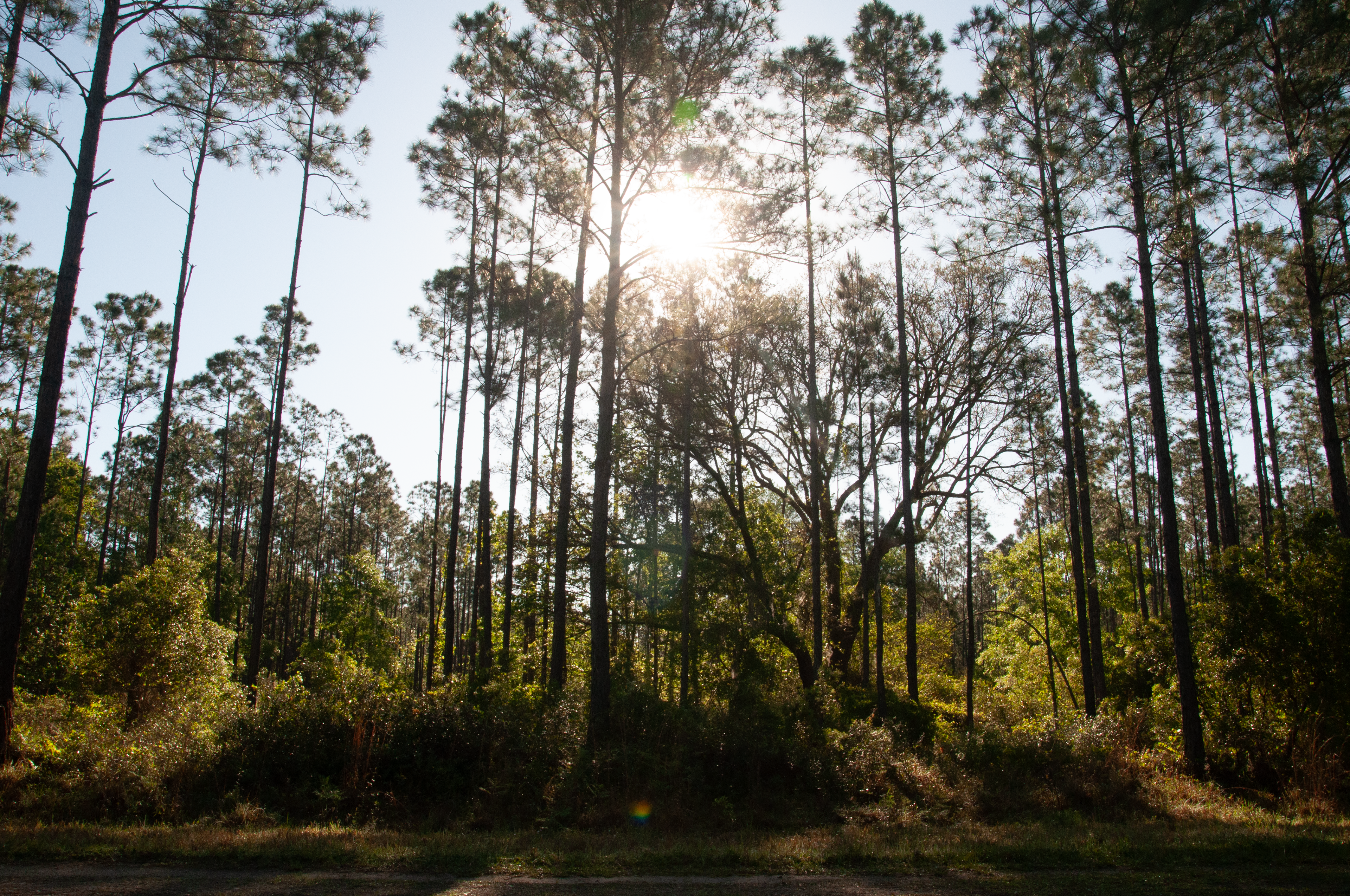 Early Morning Forest View