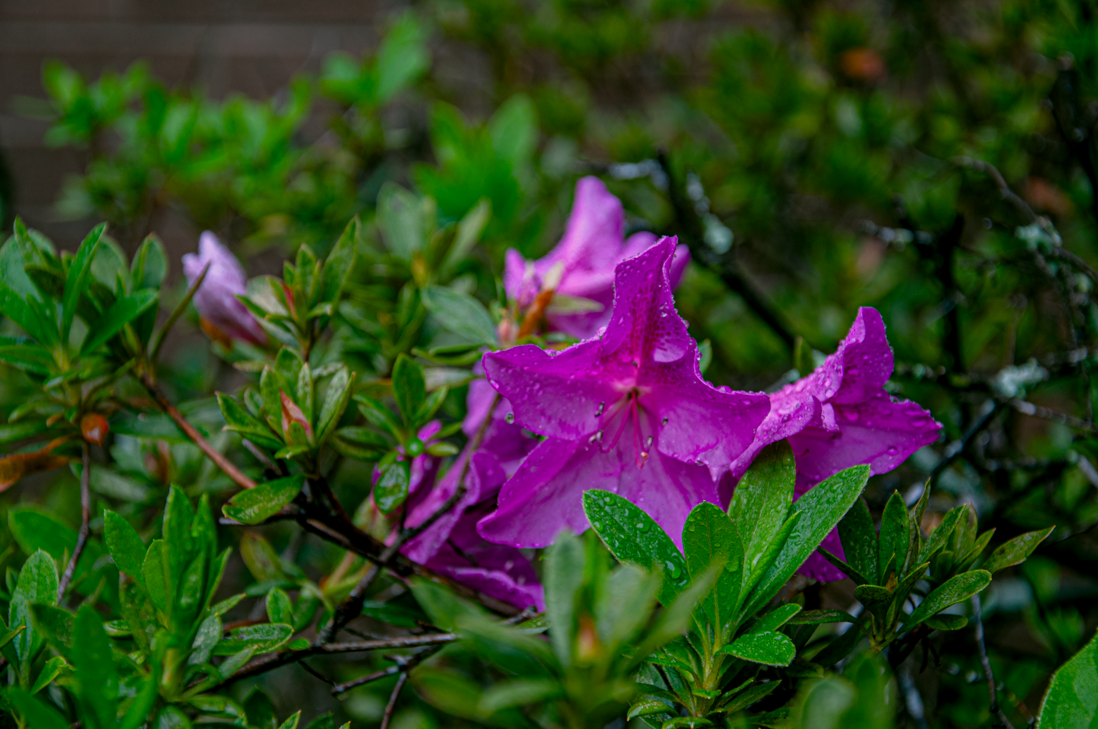 Pink Flower on a Rainy Day
