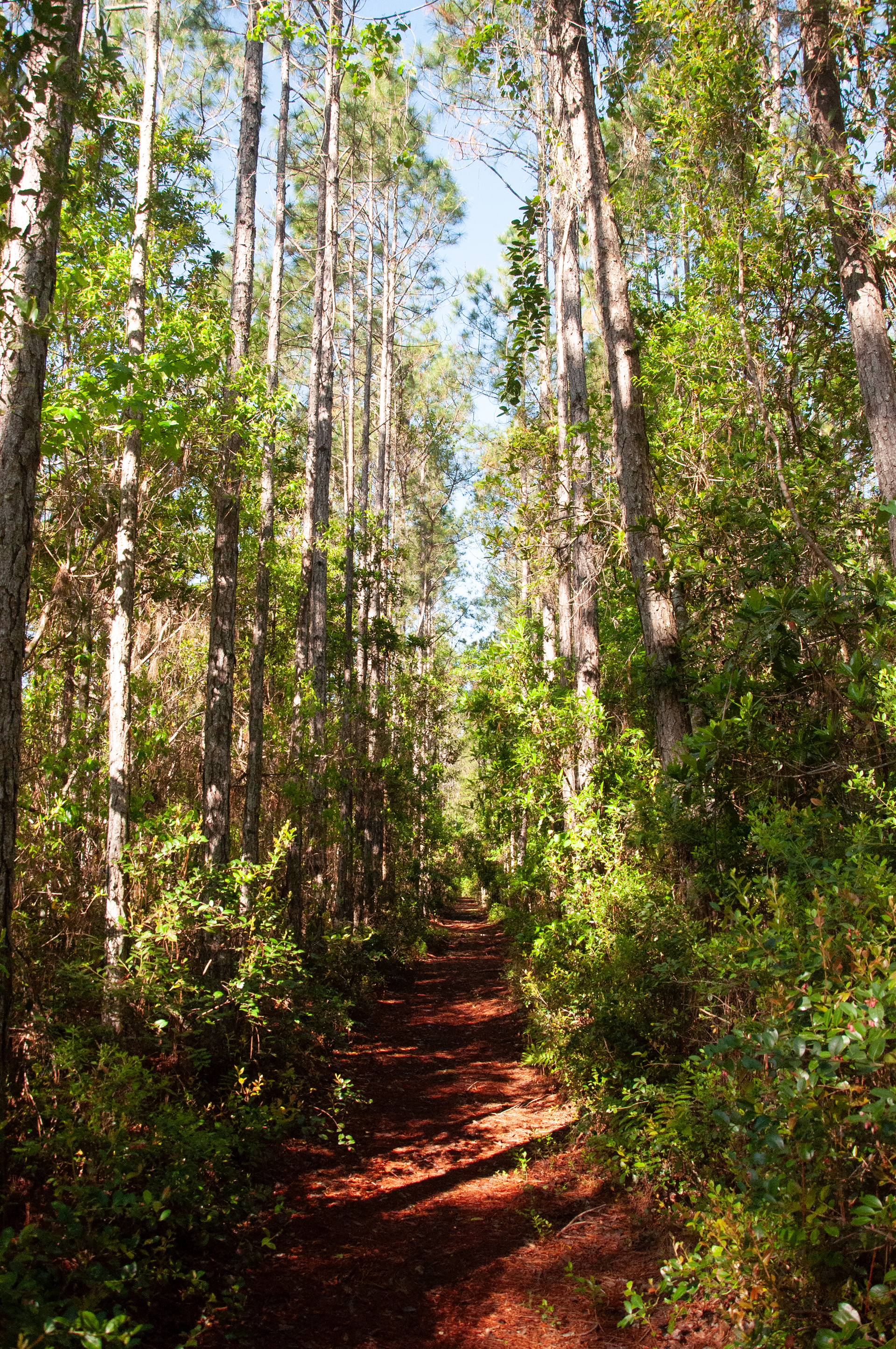 Path Through the Forest