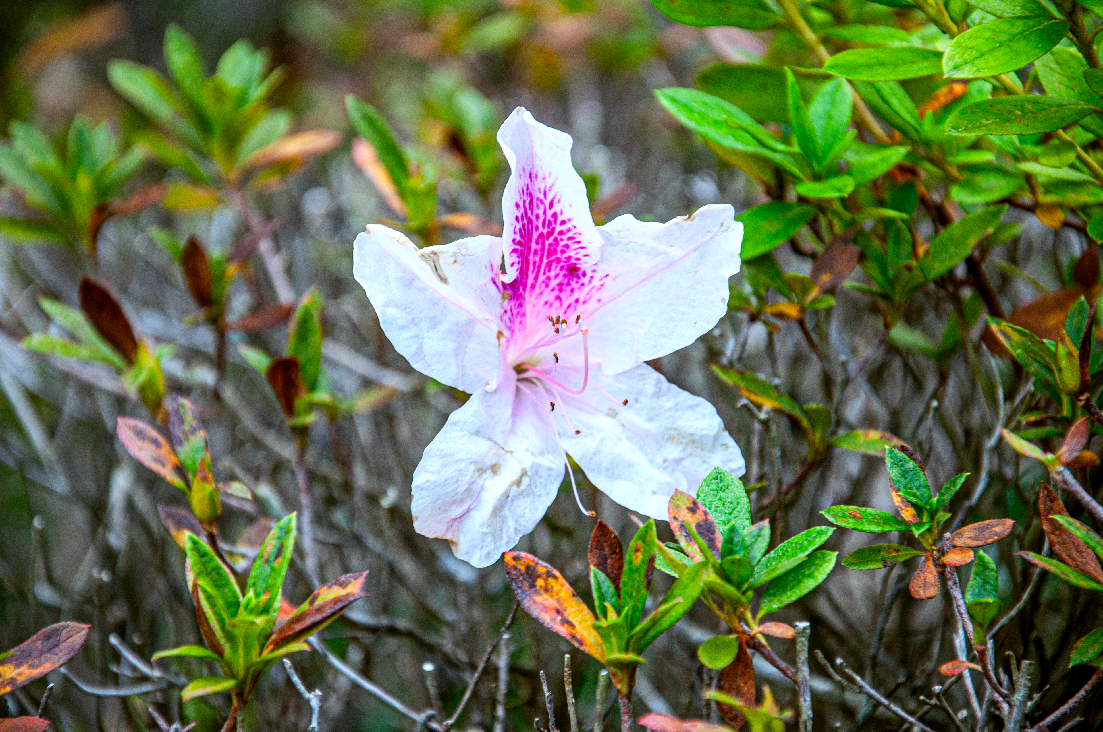 Pink and White Flower 