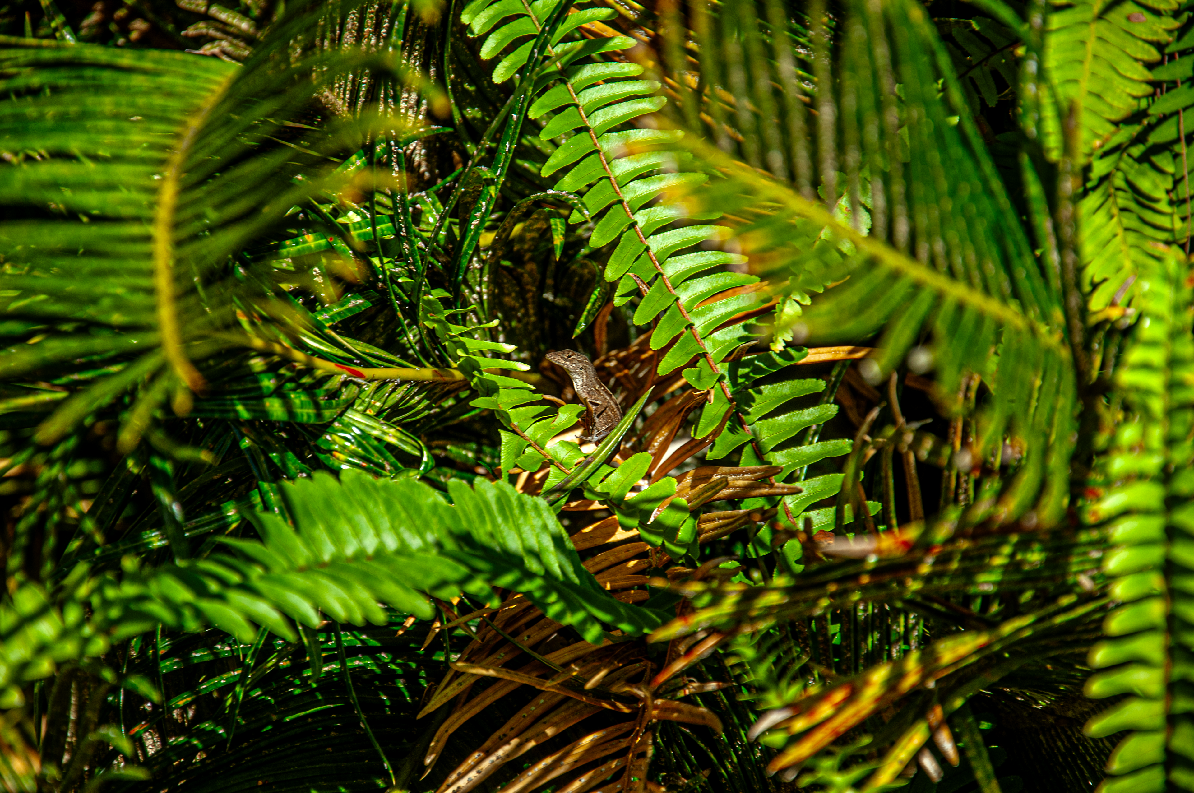 Lizard Hiding in Leaves 