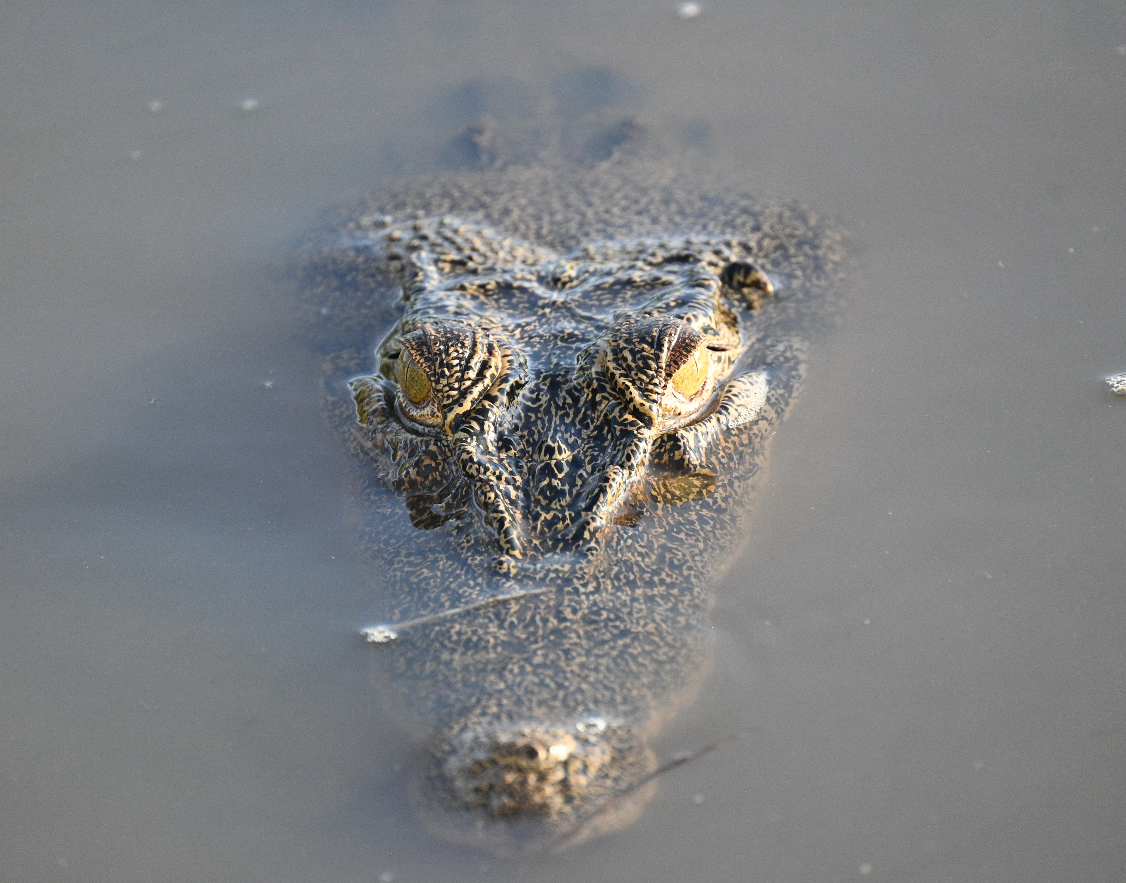 Salt Water Crocodile - Kakadu National Park, Australia 2024