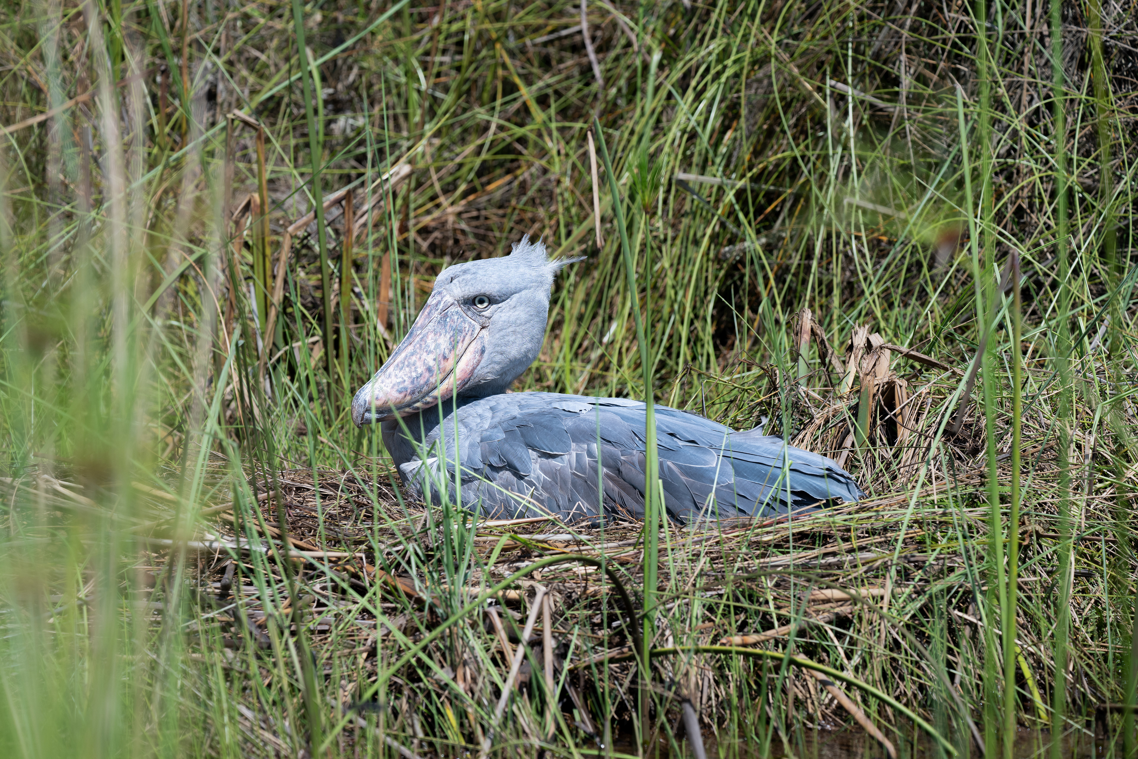 Shoebill Stork - Mbamba Swamp, Uganda 2024