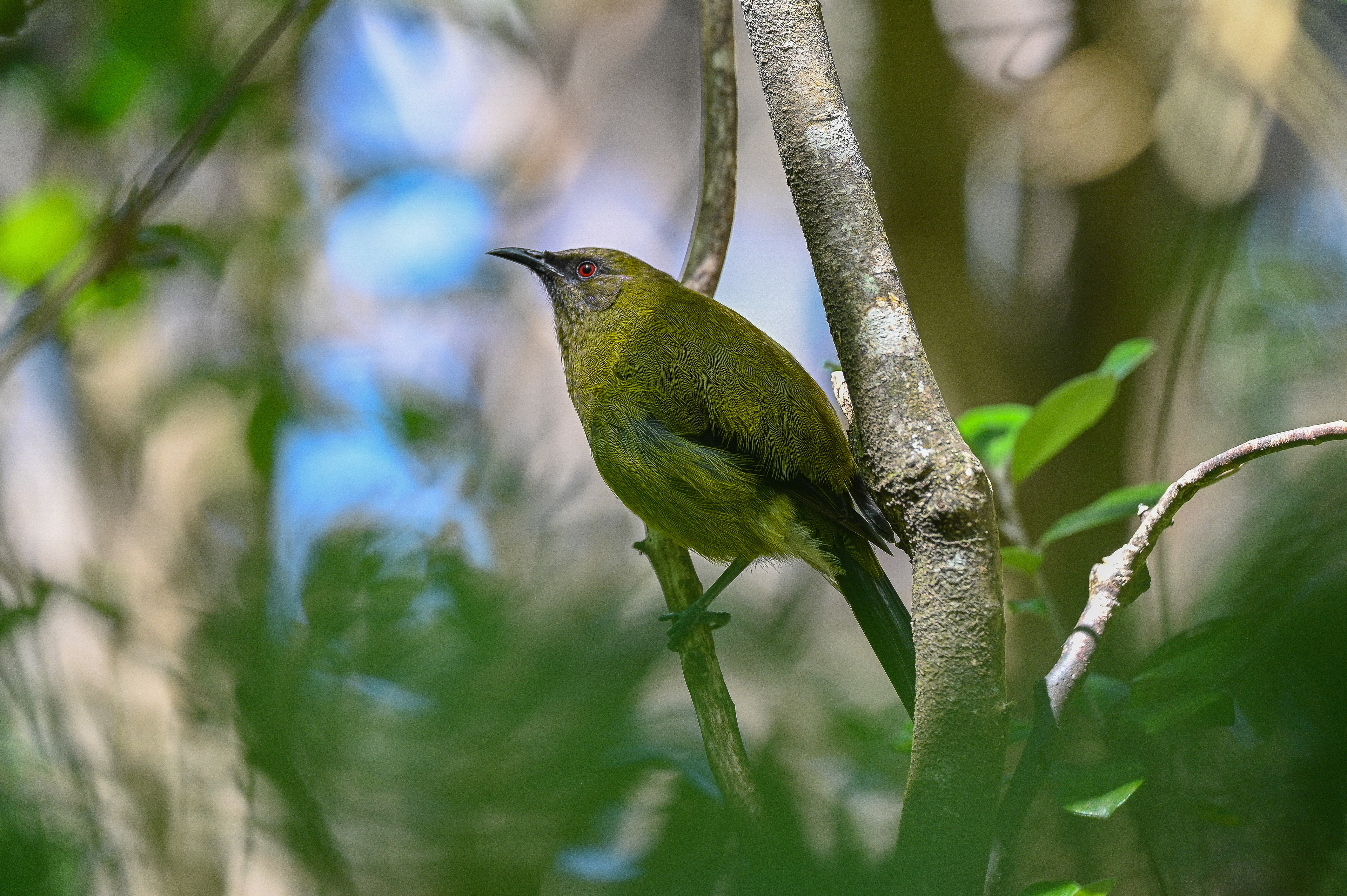 New Zealand Bell Bird - Tiritiri Matangi, New Zealand 2022