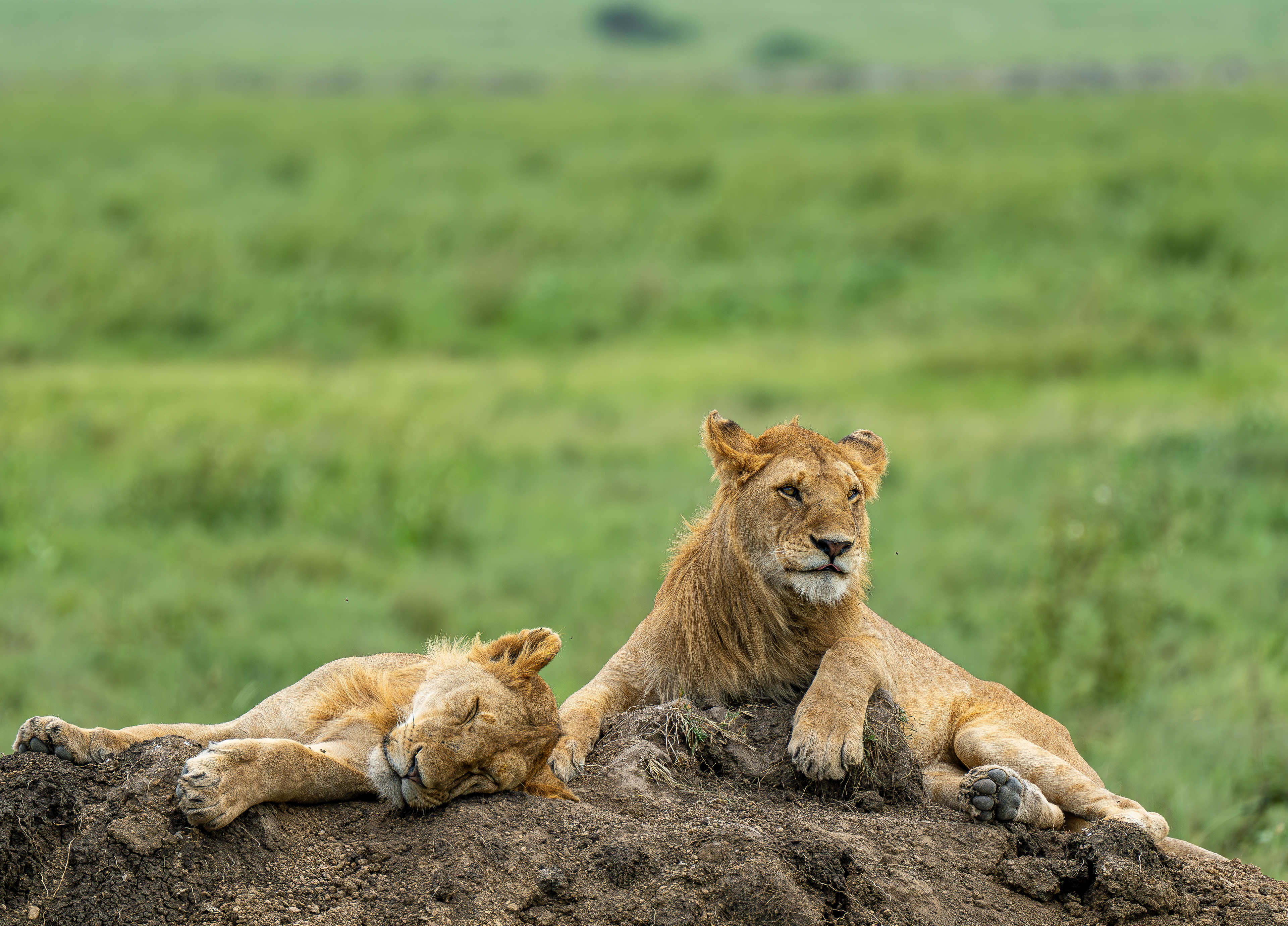 Lion - Serengeti, Tanzania 2024
