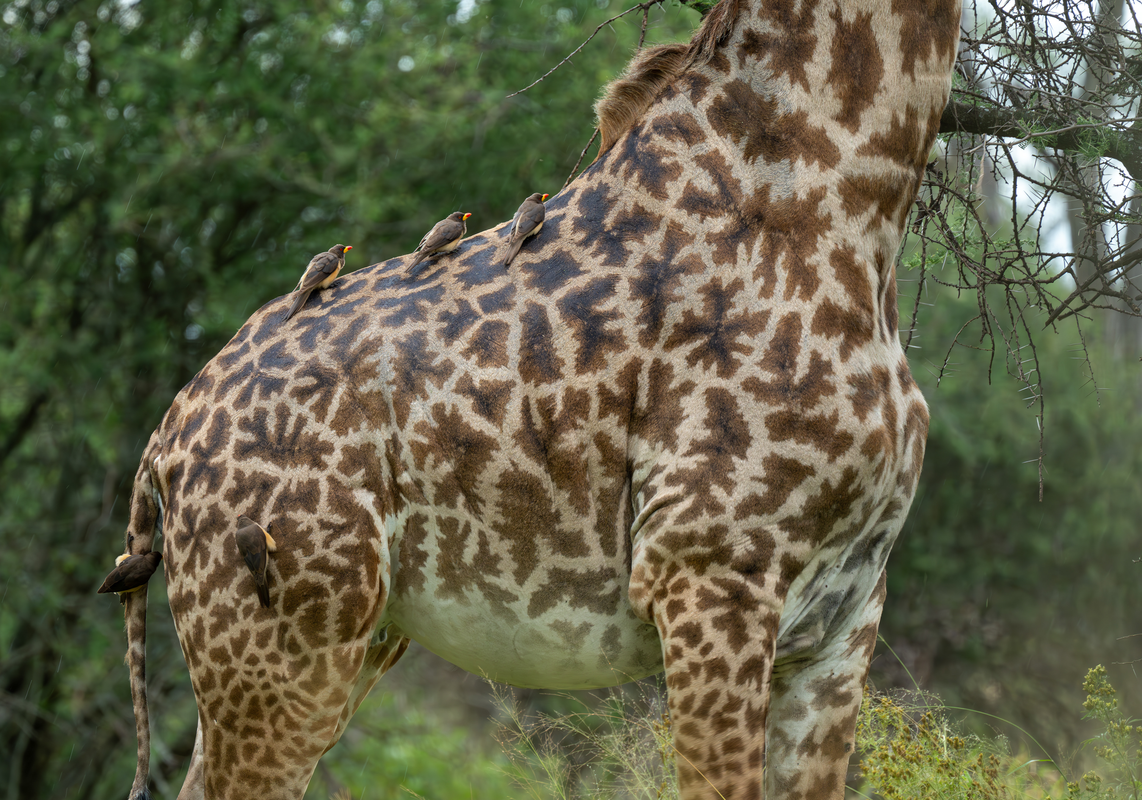 Maasai Giraffe - Serengeti, Tanzania 2024