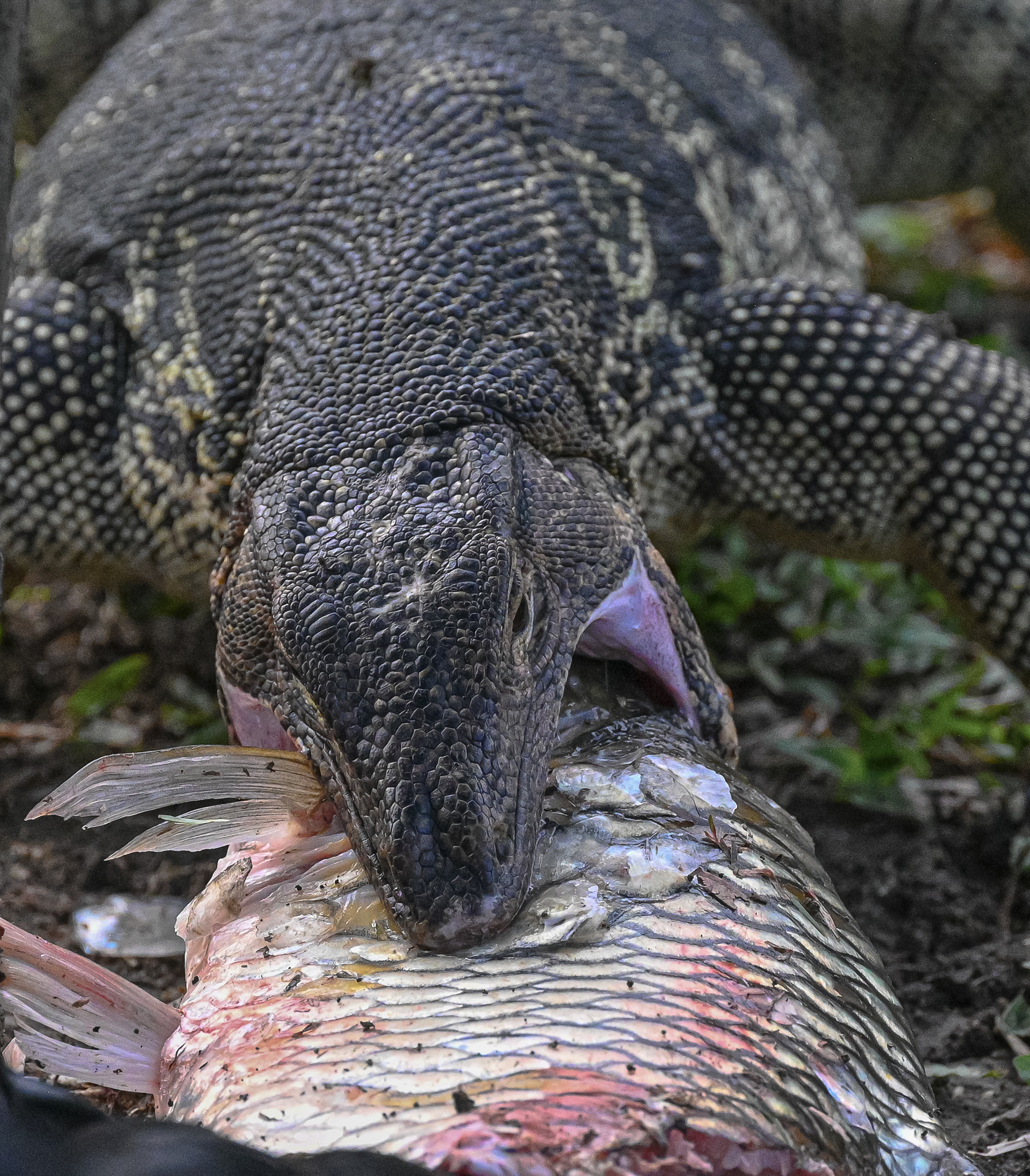 Water Monitor - Thailand 2023