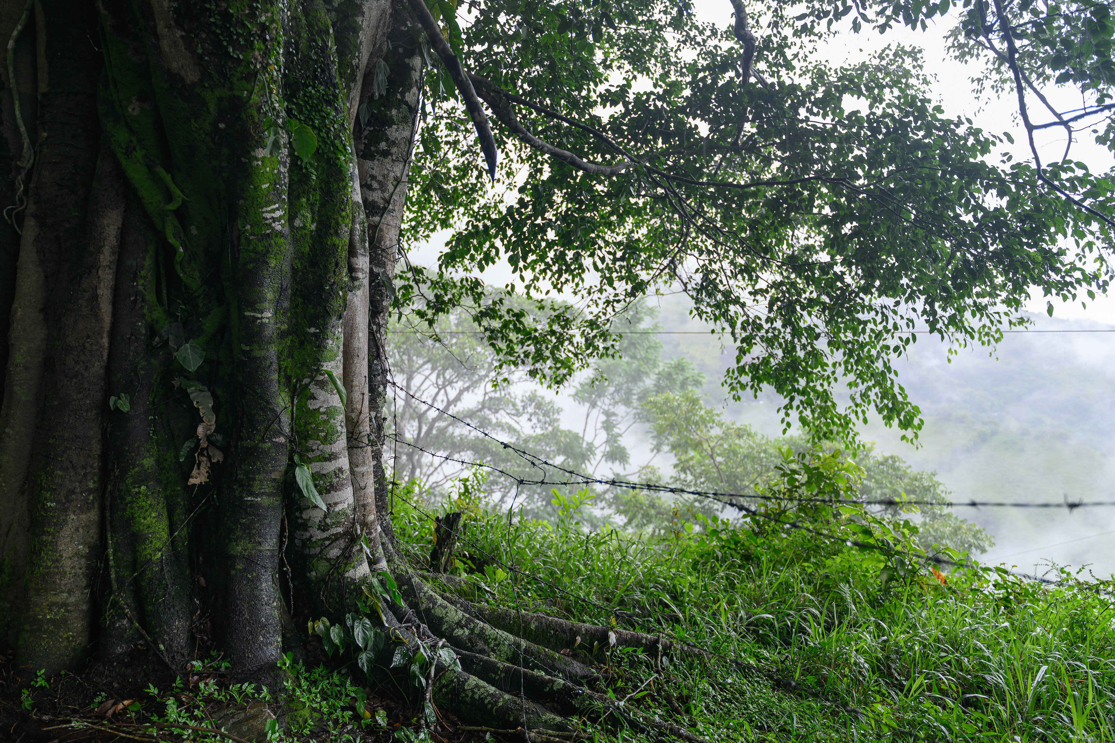 Tree and wire - Colombia 2024