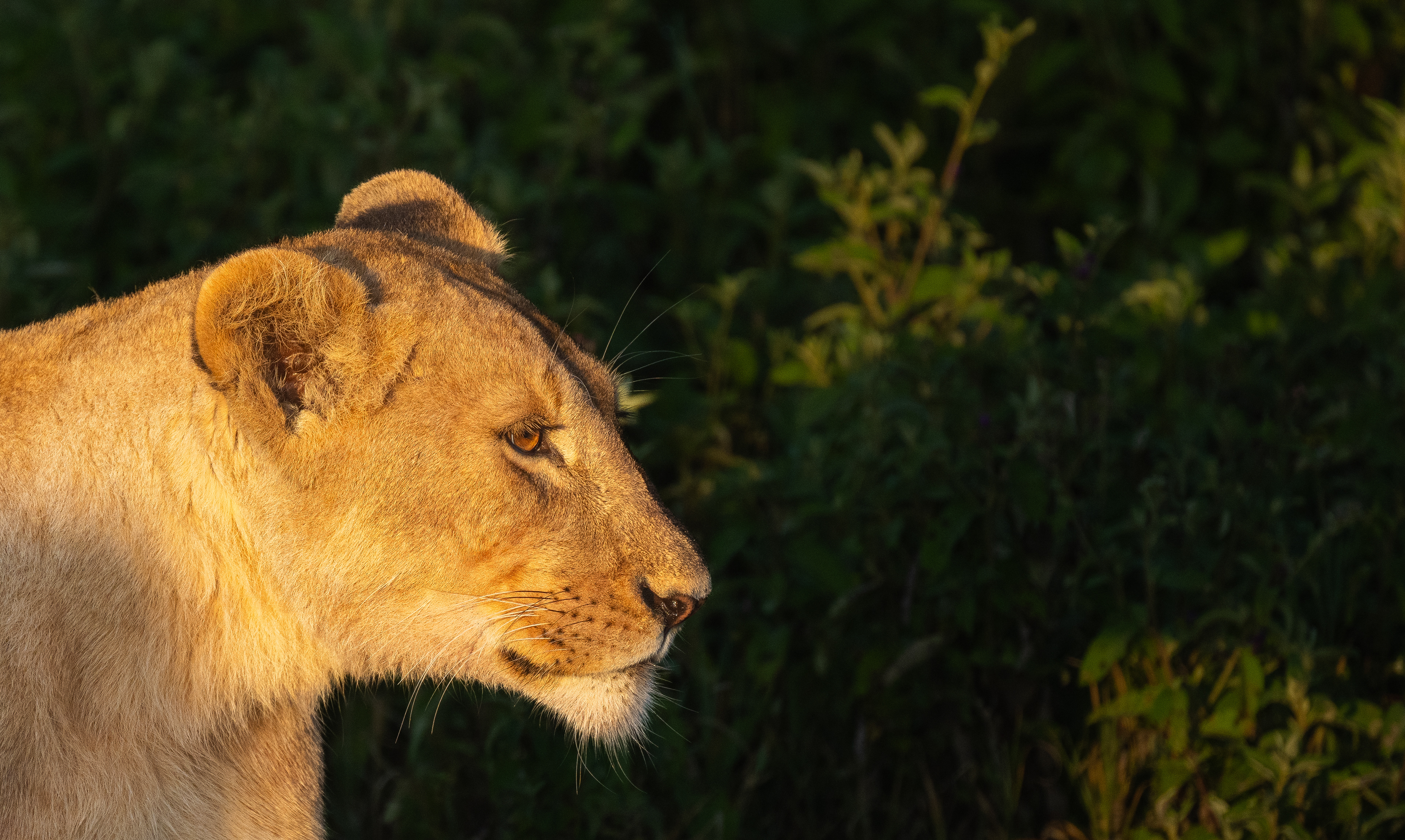 Lion - Ngorongoro Crater, Tanzania 2024