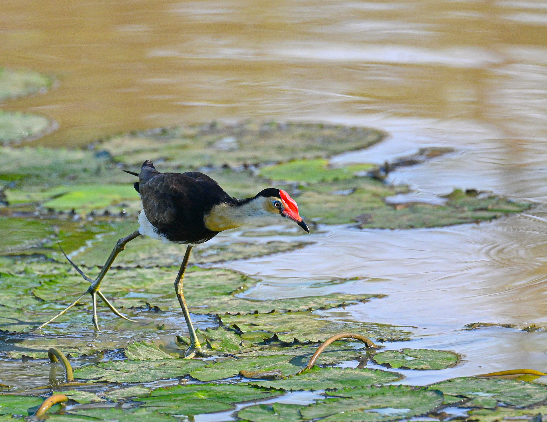 Comb-crested Jacana - Kakadu National Park, Australia 2024