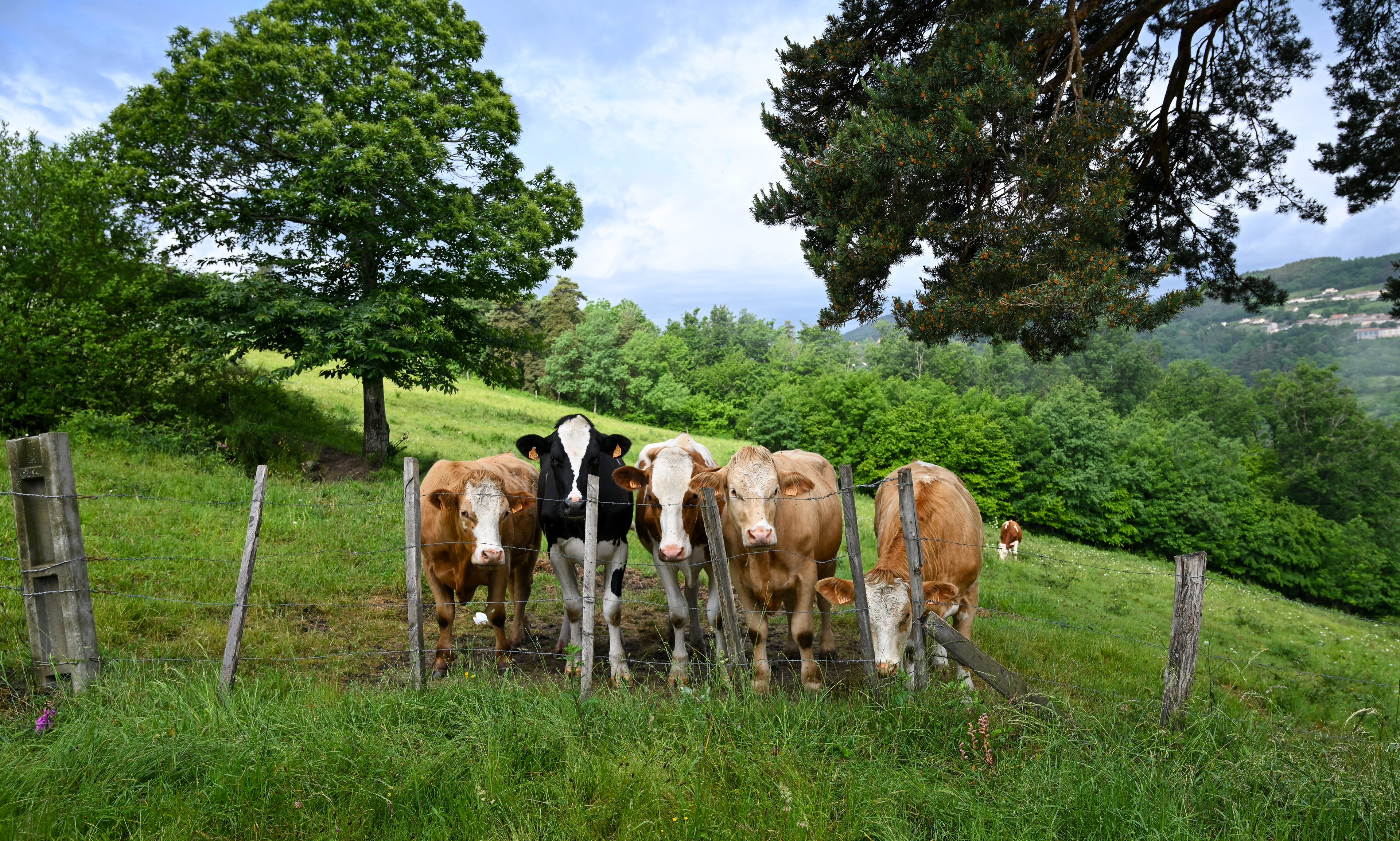 Cows - France 2025