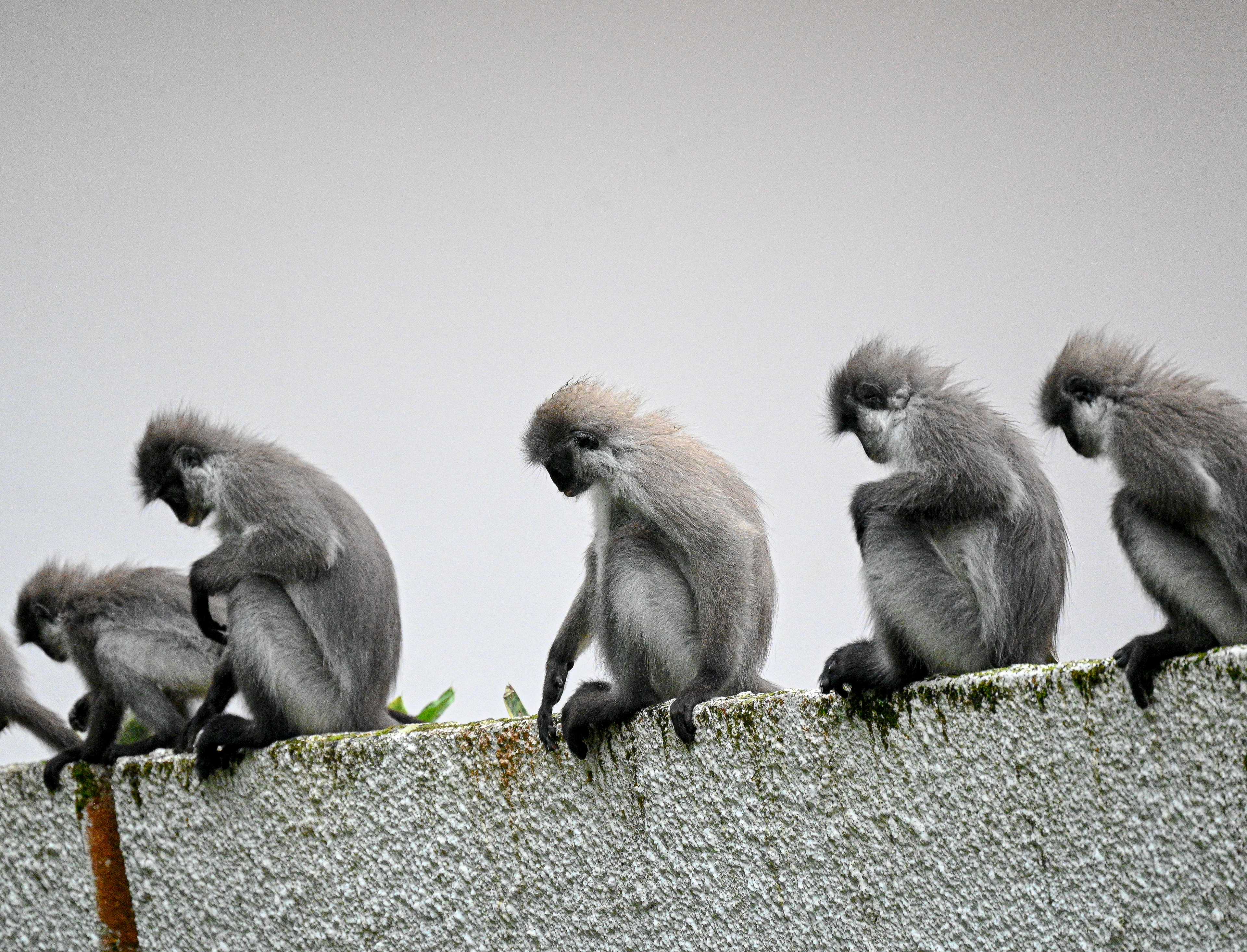 White Thighed Langur - Malaysia 2023