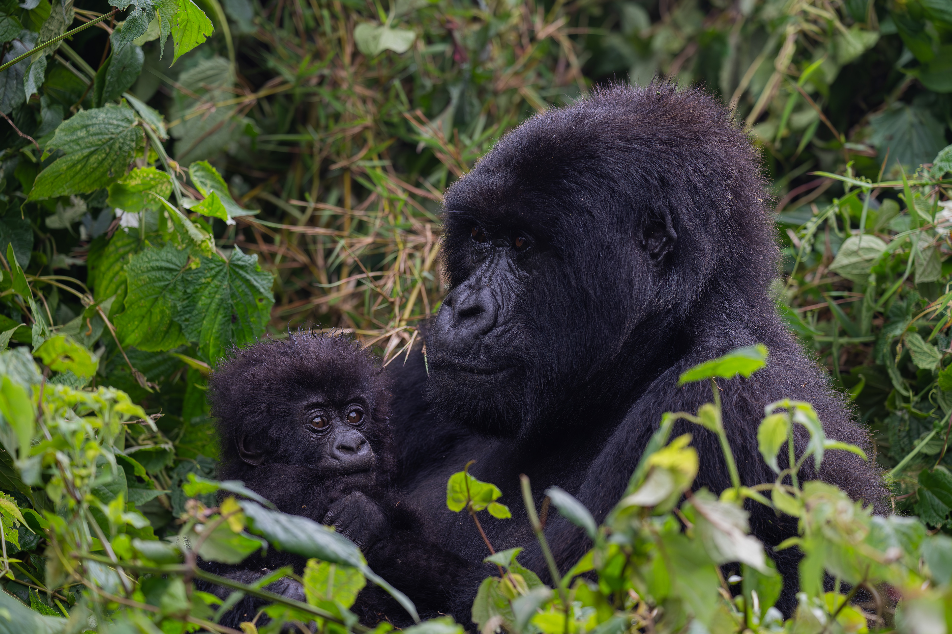 Mountain Gorilla - Volcanoes National Park, Rwanda 2024