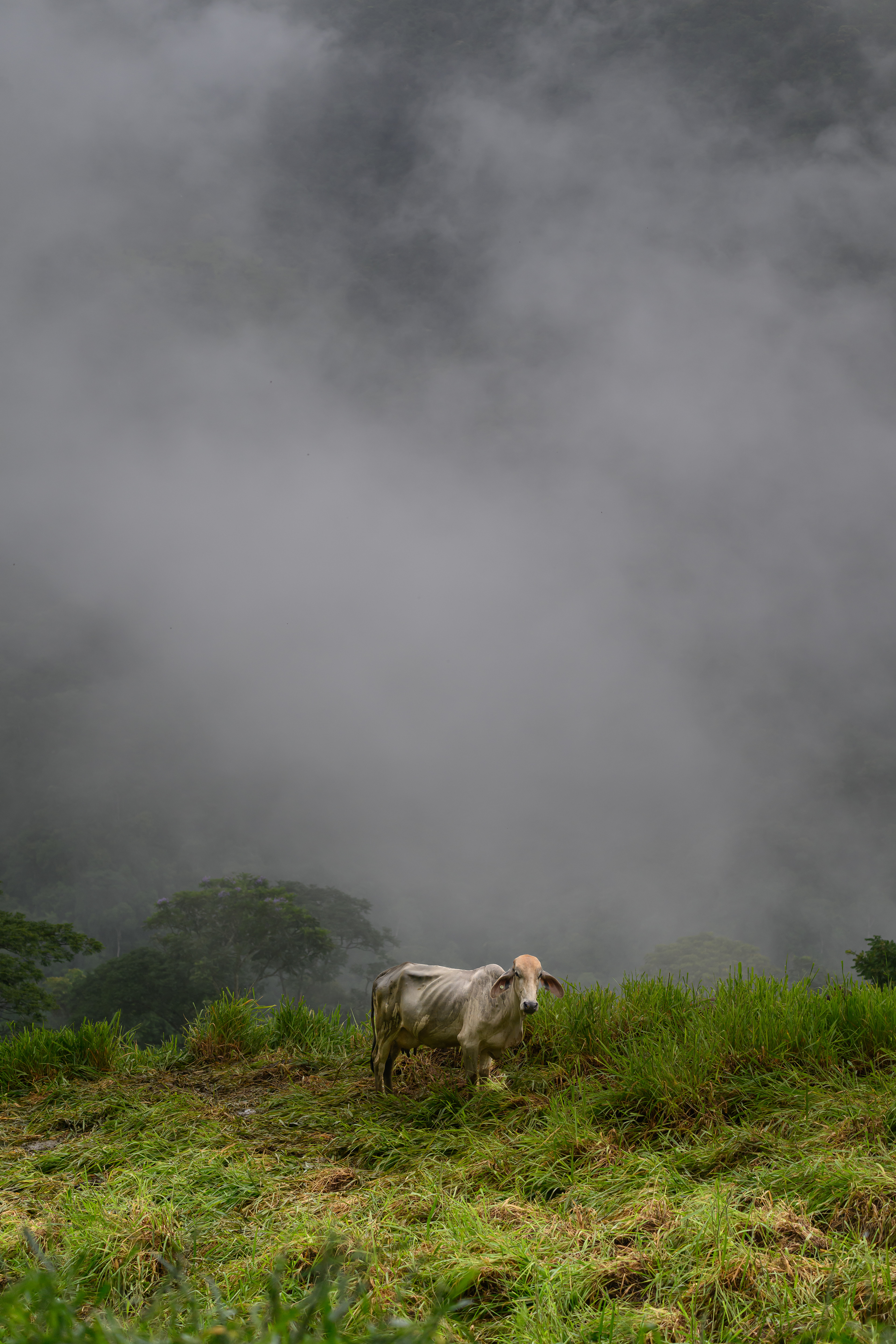 Thin cow - Colombia 2024