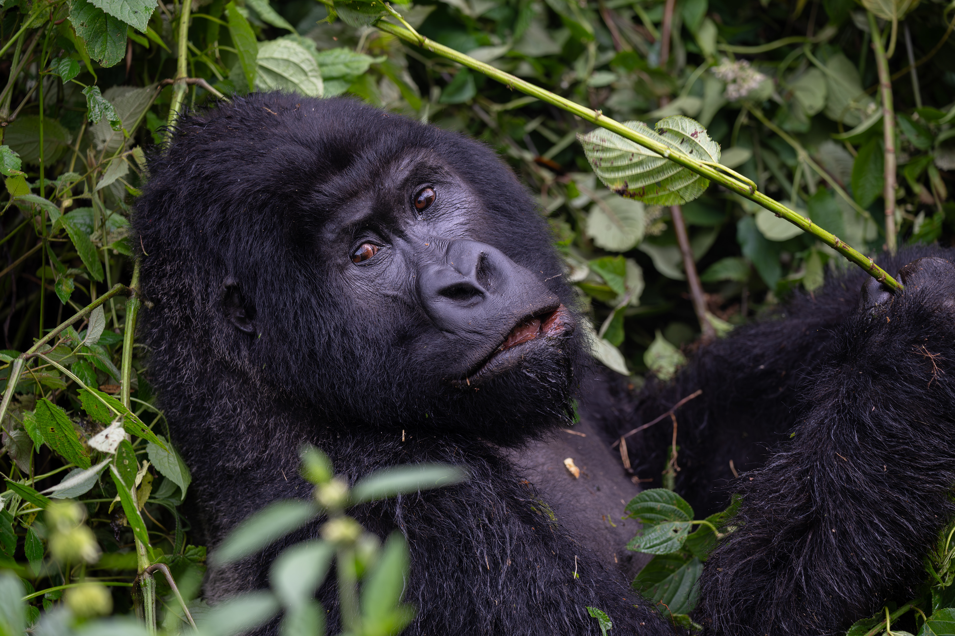 Mountain Gorilla - Volcanoes National Park, Rwanda 2024