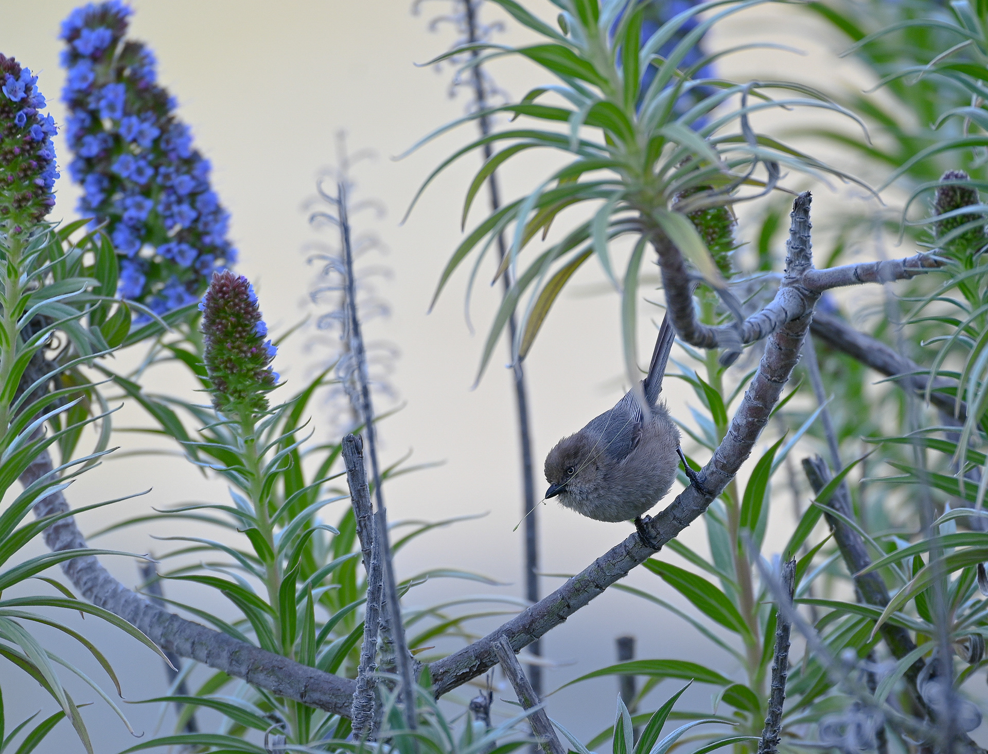 Bushtit - California 2021