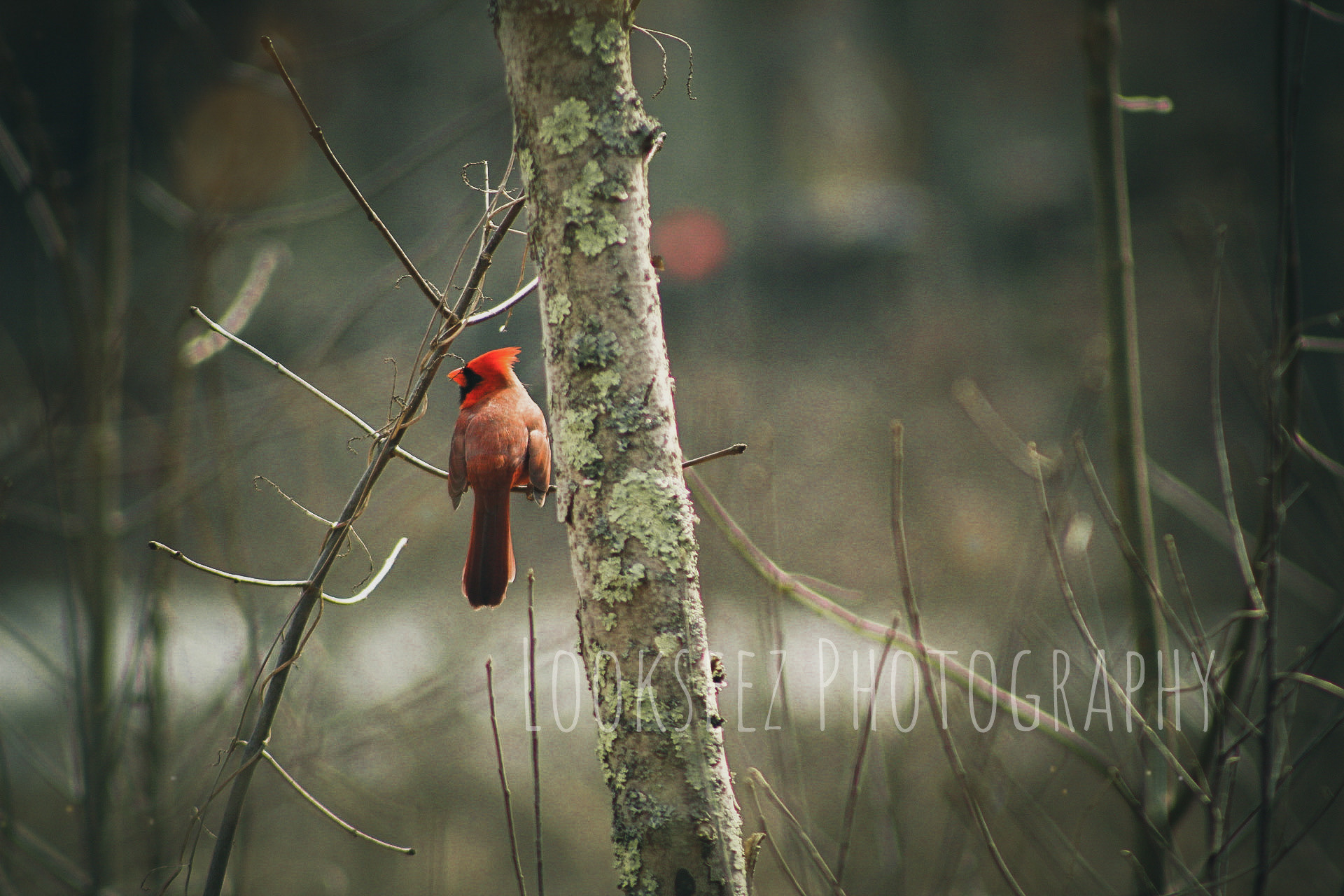 Metroparks '20