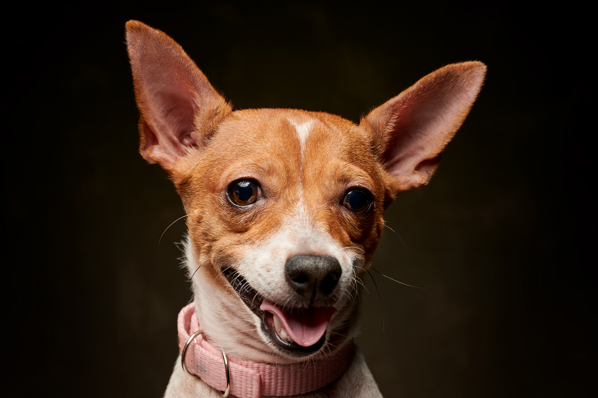 Retrato de perro pequeño de color claro