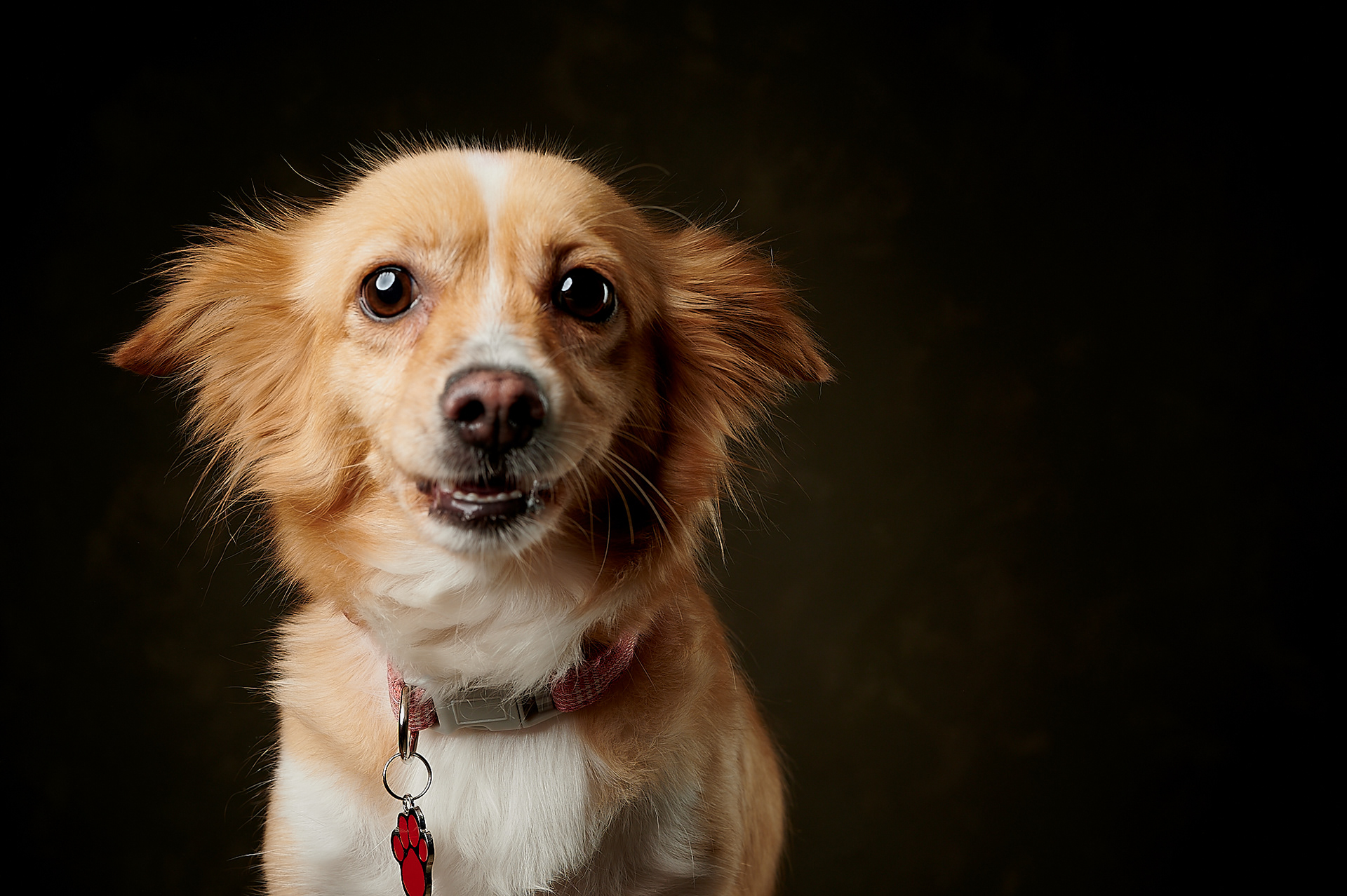 Retrato de perro pequeño de pelo claro