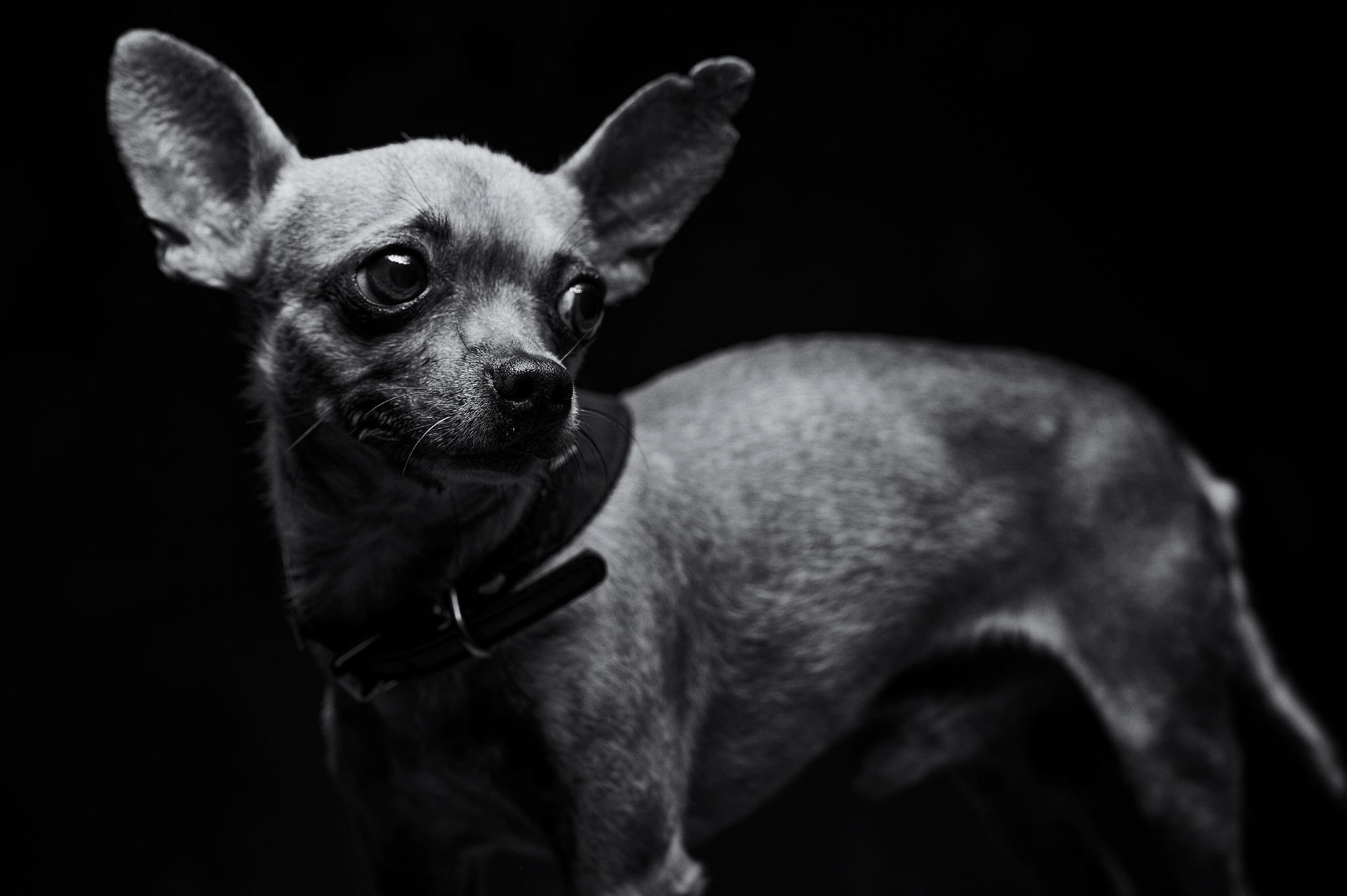 Perro pequeño de pie sobre fondo oscuro