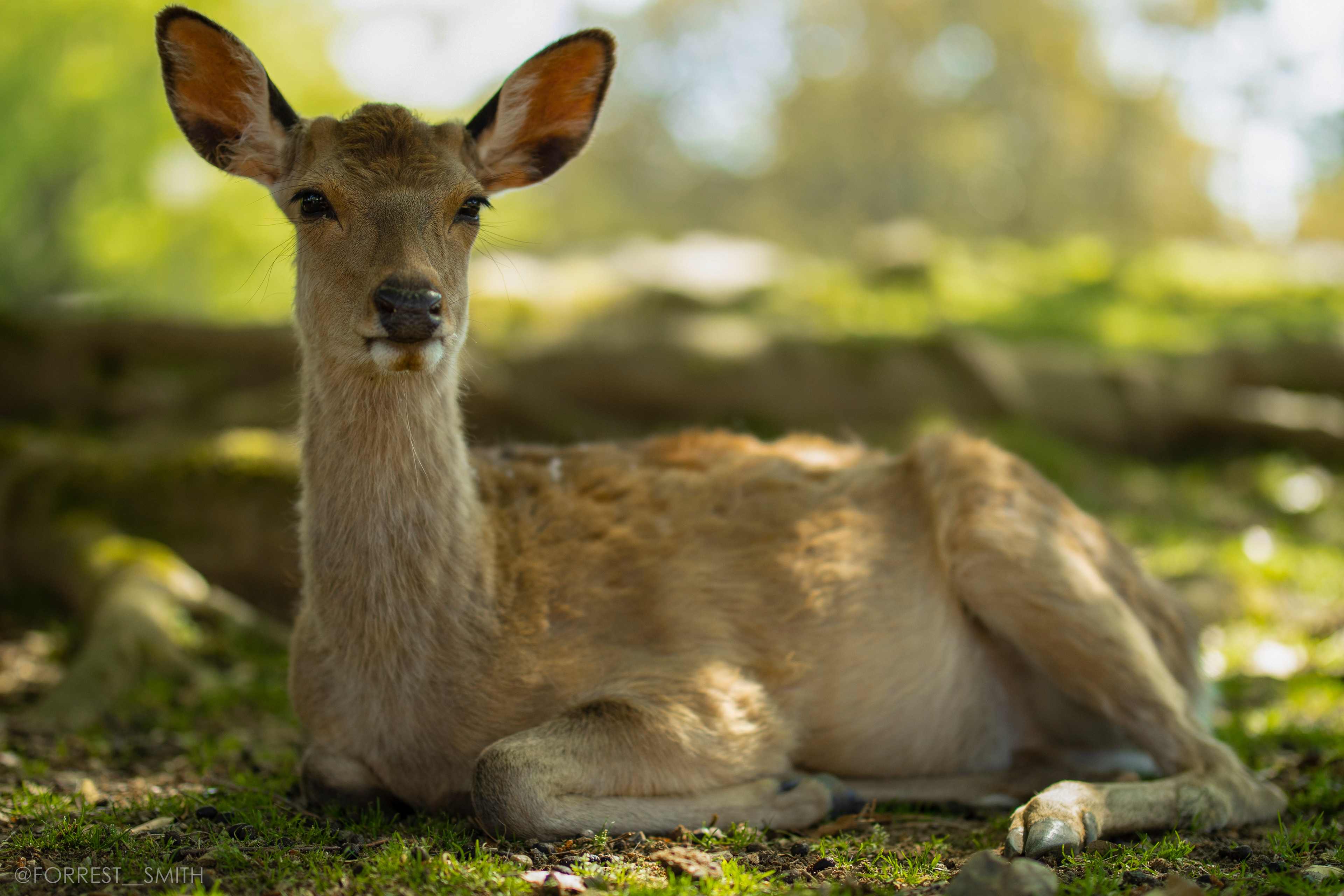 Nara Park