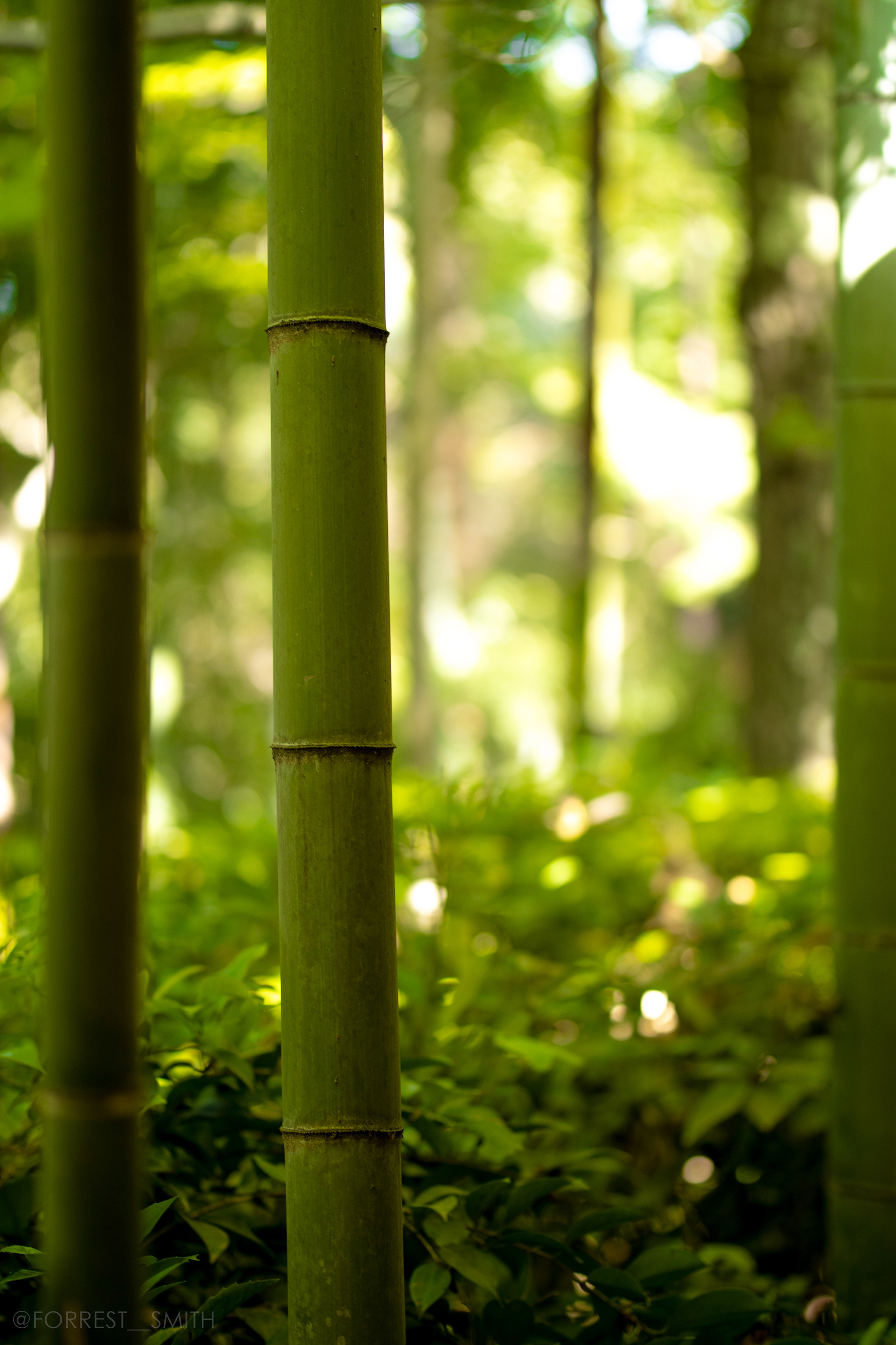 Arashiyama Bamboo Forest (Osaka)