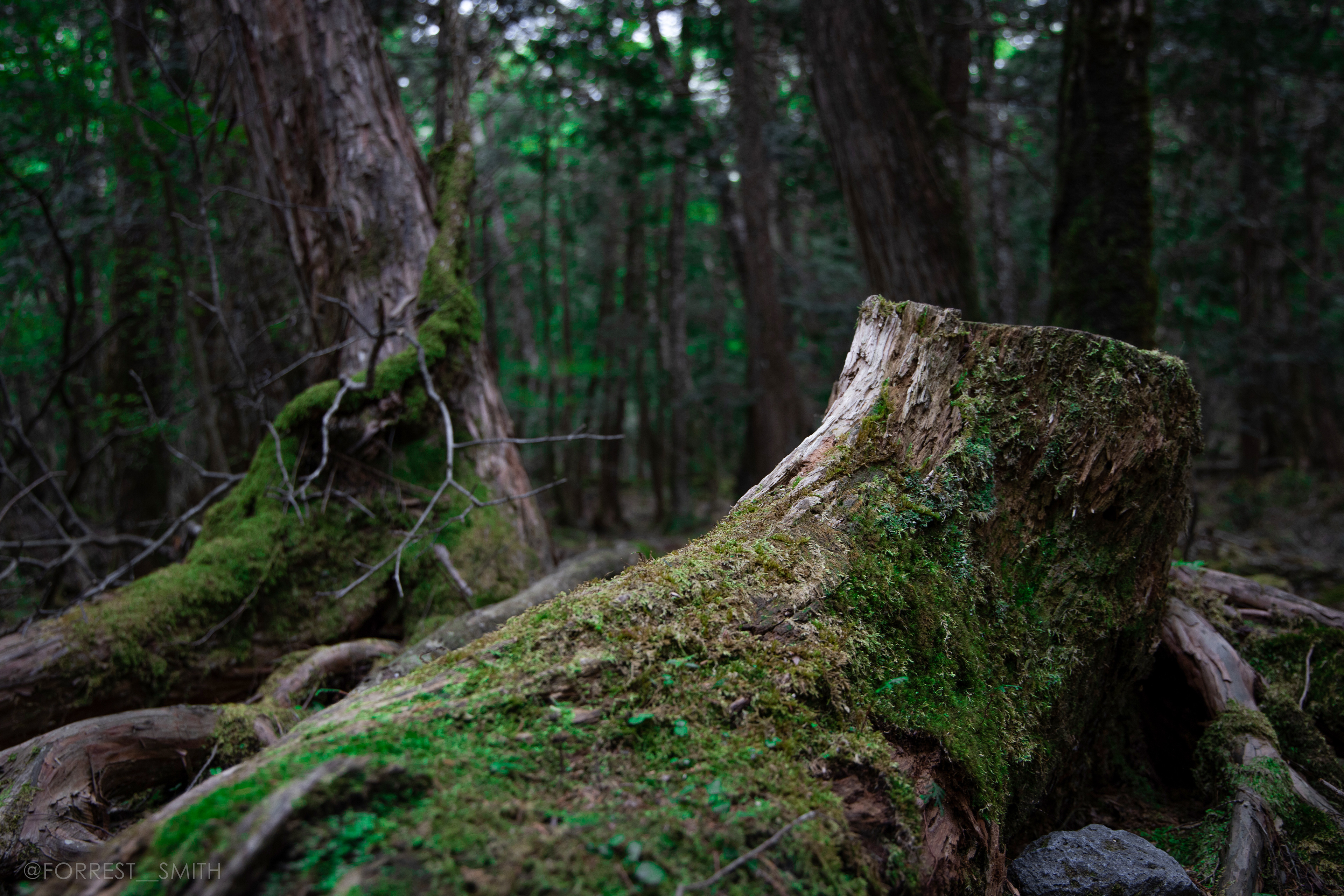 Aokigahara (Yamanashi)