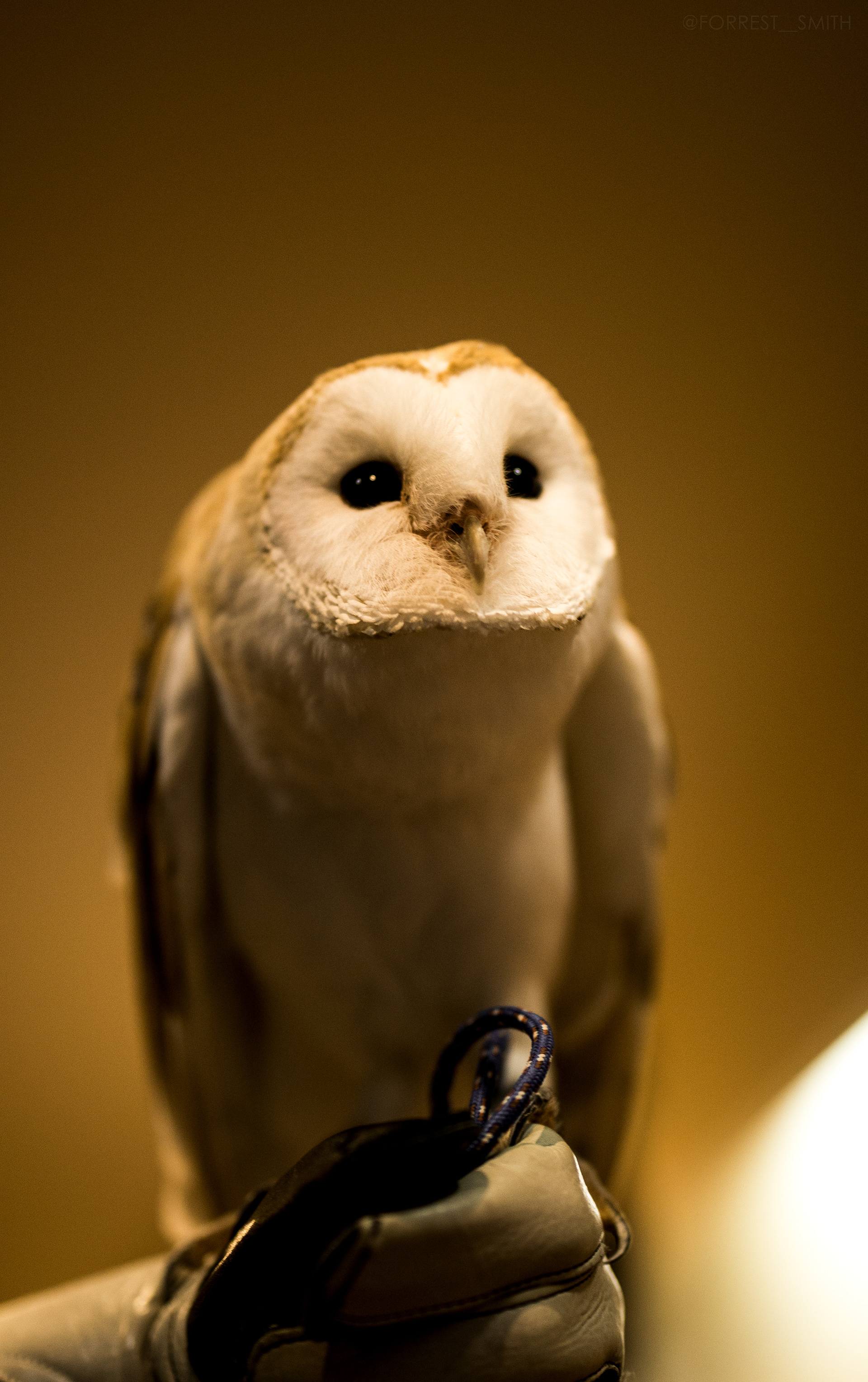 Owl Cafe (Tokyo)