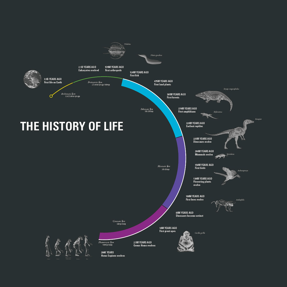 Geologic Timescale: The History of Life