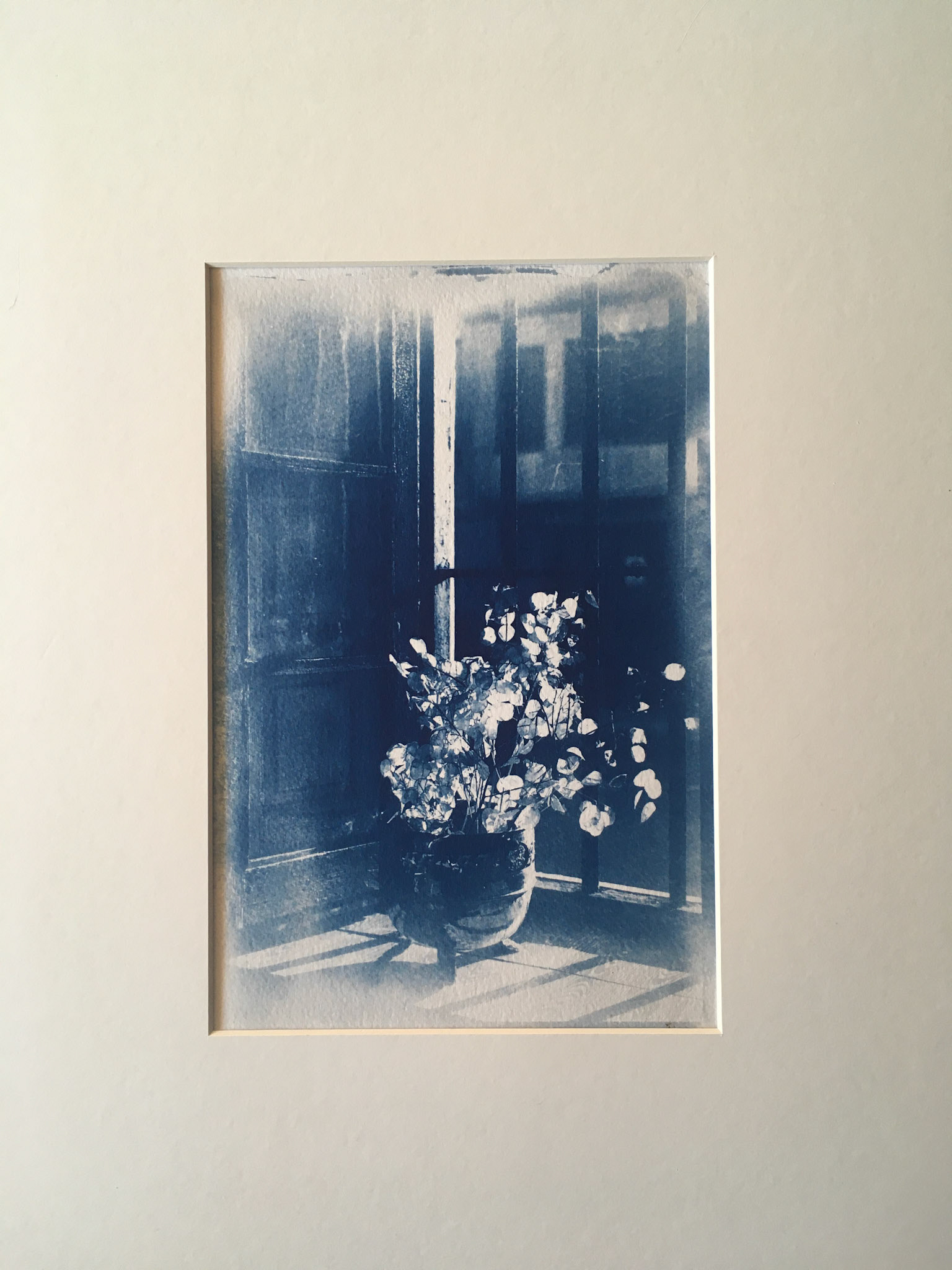 Hojas a la luz de la tarde