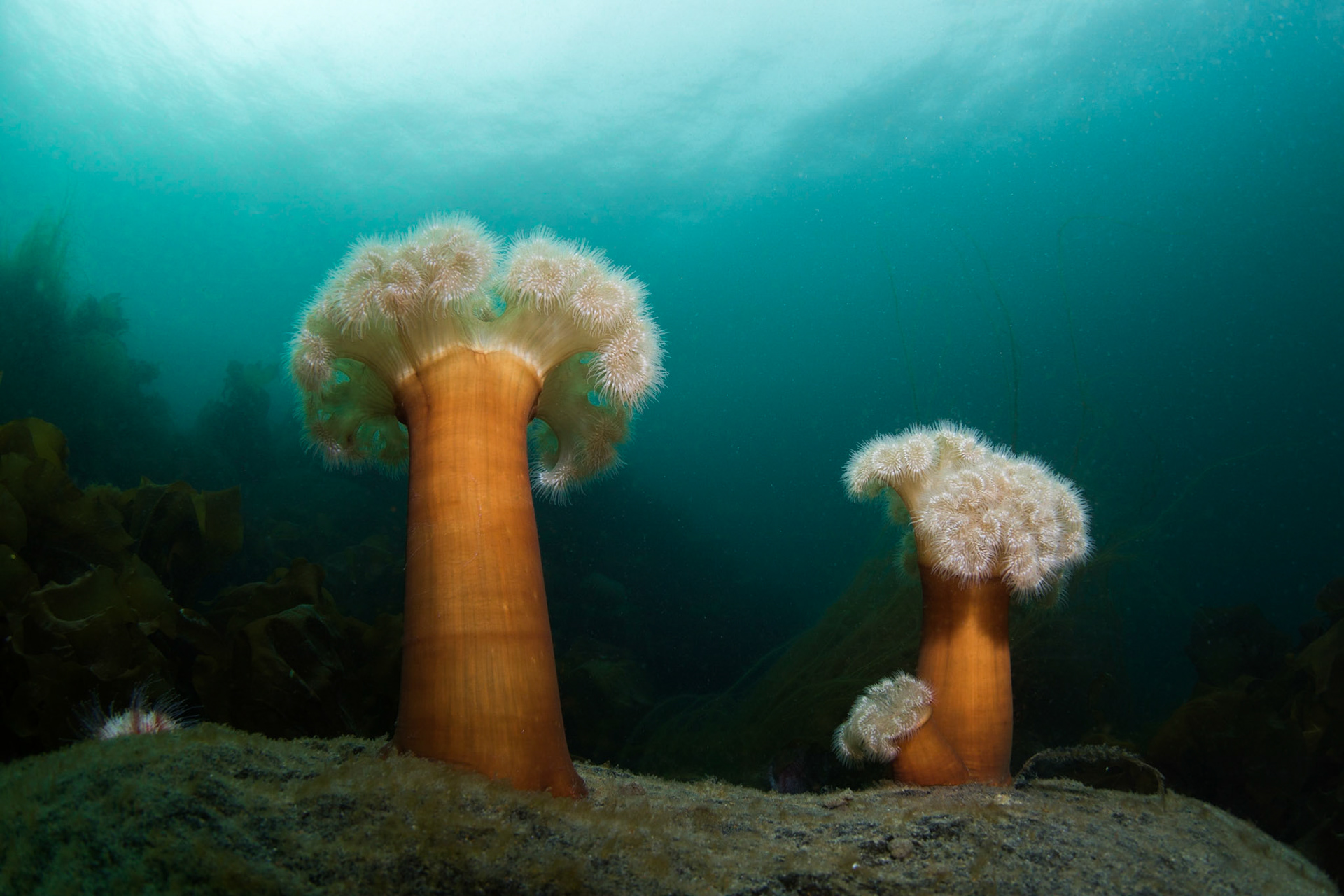Frilled anemones